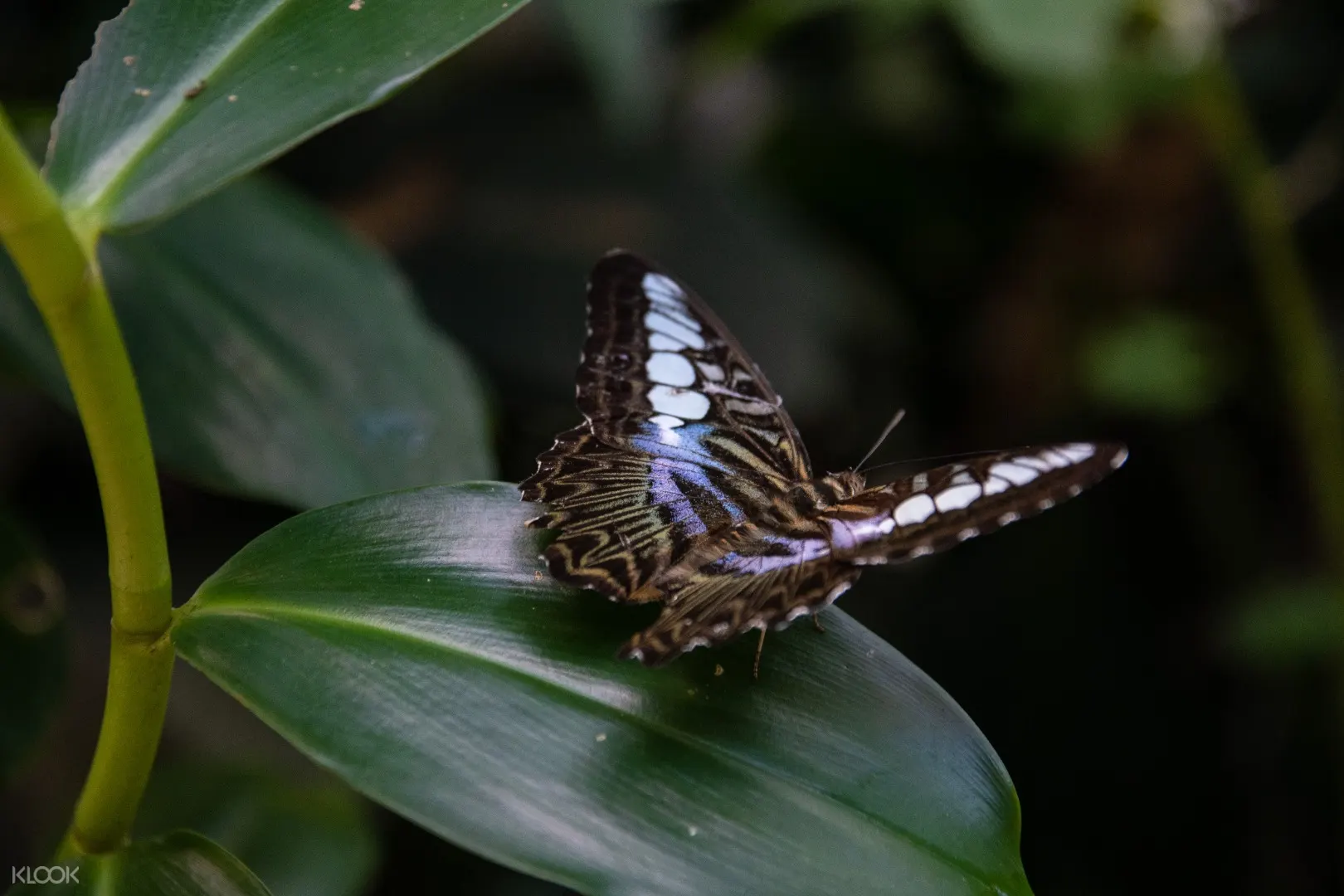 Private Kuala Lumpur Bird Park Butterfly Park Orchid And Hibiscus Garden Tour Klook Malaysia