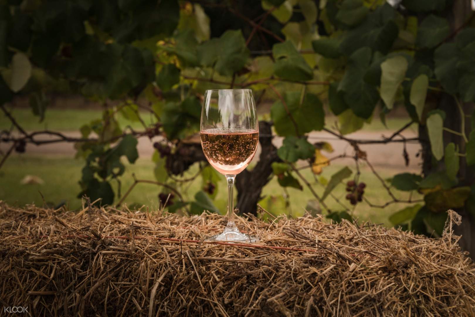 Cheese And Wine Pairing Experience With Winery Tour In Hunter Valley Half day tours starting from $70 per person*. klook