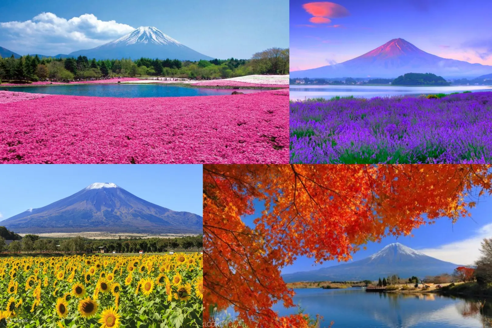 预订富士山花卉观光之旅 一日行程全面玩透富士山 Klook客路中国