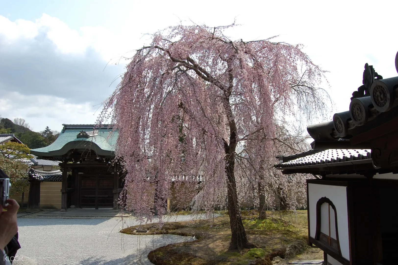 京都赏樱一日游 将军冢青龙殿 圆山公园 高台寺 蹴上铁道 南禅寺 Klook客路中国