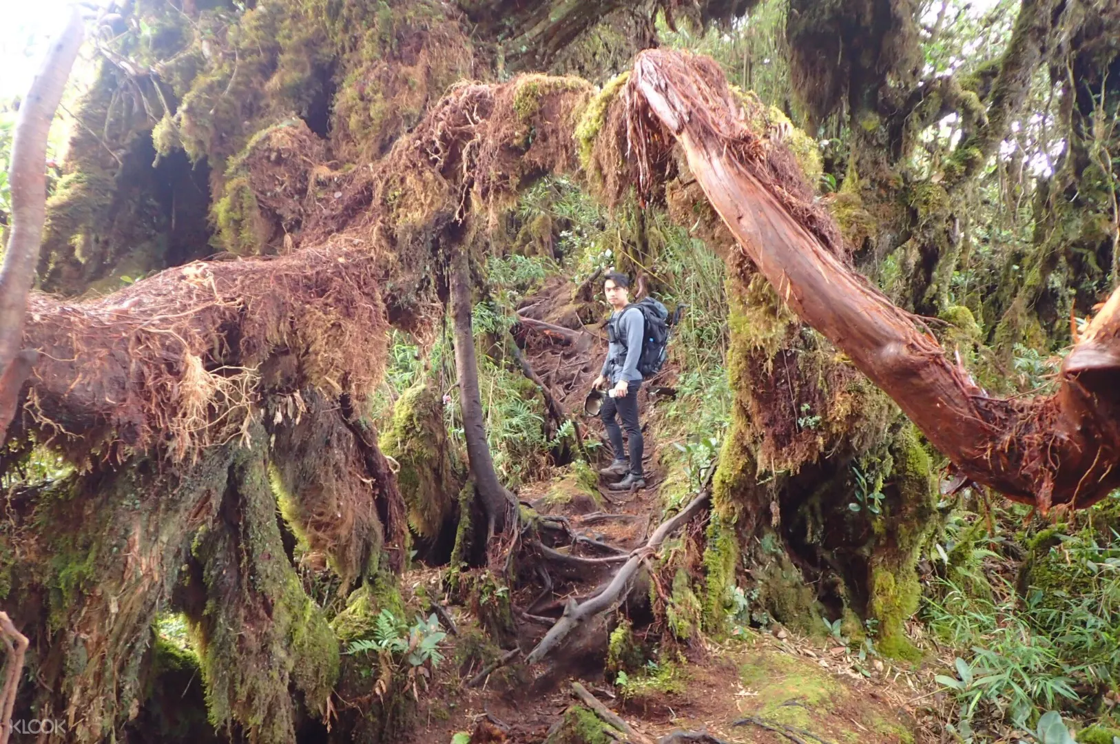 Up To 10 Off Cameron Highlands Gunung Brinchang Mossy Forest Day Trip Klook Singapore