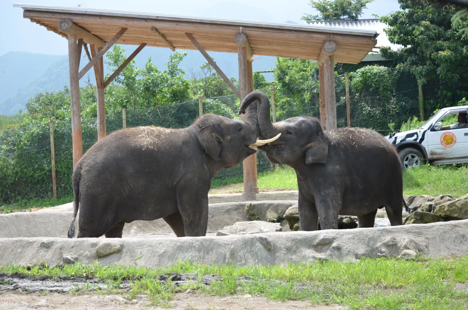 群馬サファリパーク 割引入園チケットの予約 Klook クルック 群馬サファリパーク 割引入園チケットの予約 Klook クルック