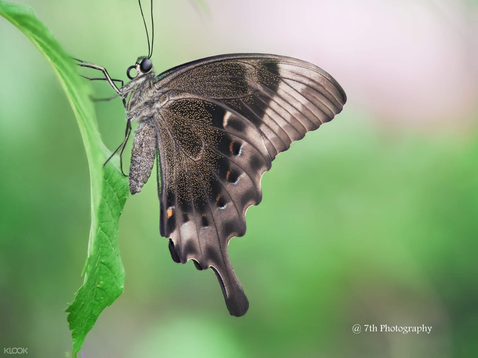 Butterfly Park And Insect Kingdom Klook Singapore