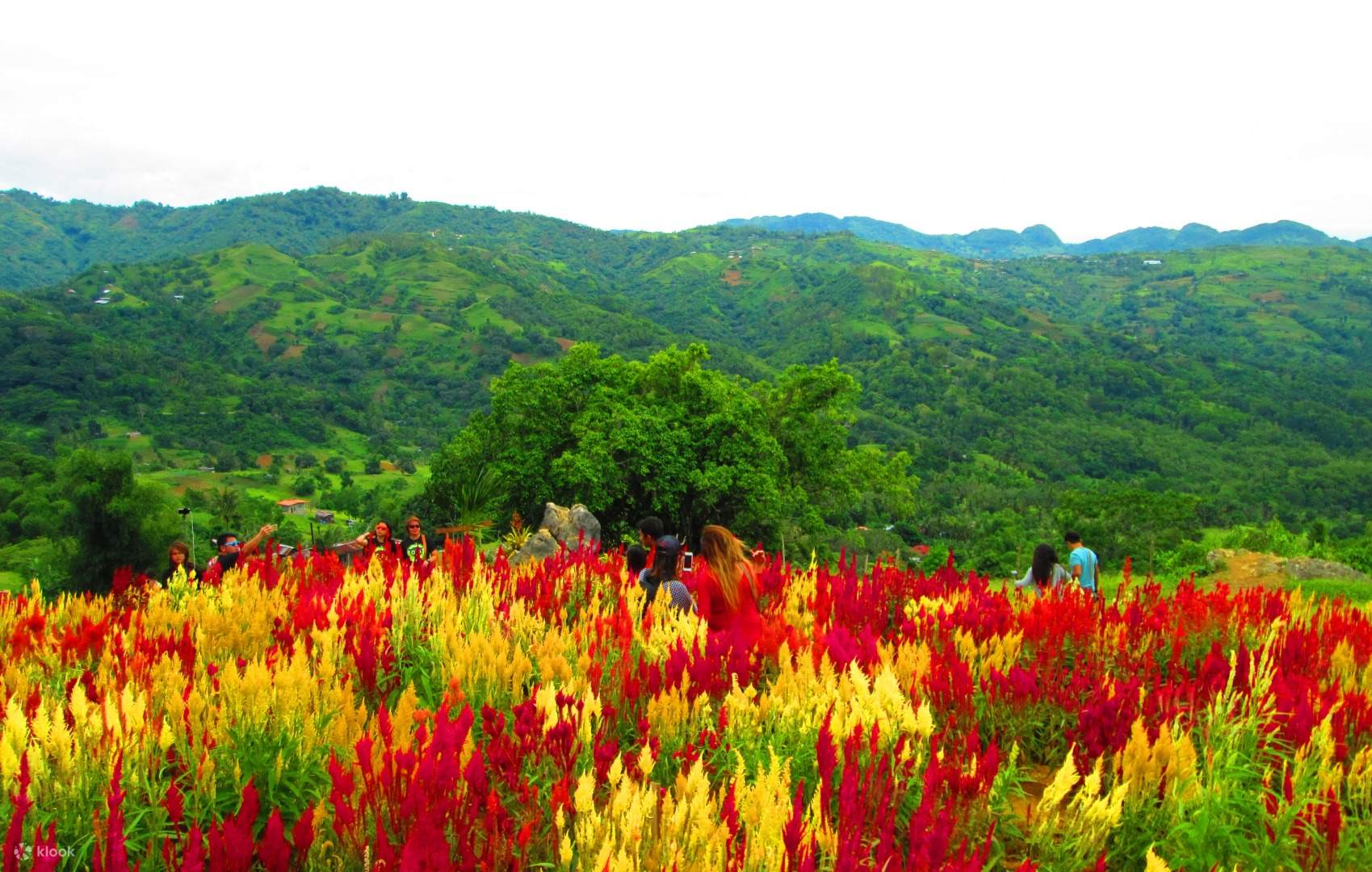 Flower Farm Cebu City | Best Flower Site