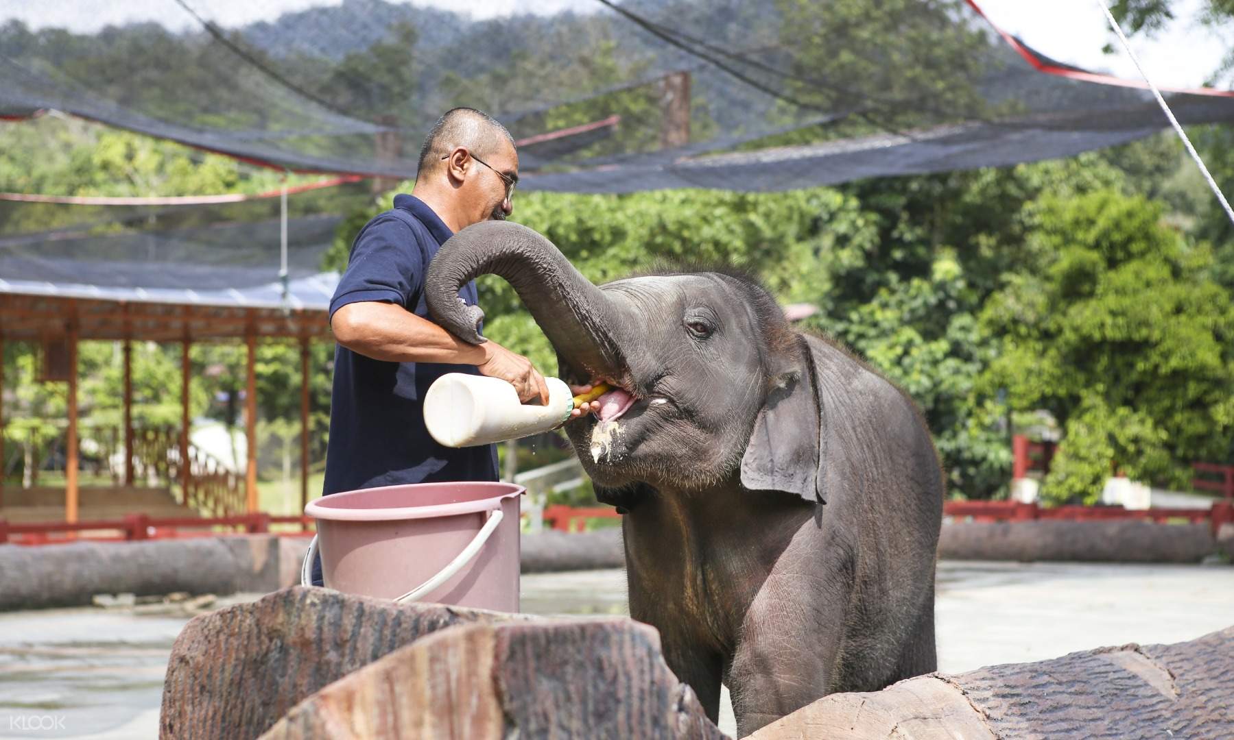 Kuala Gandah Elephant Sanctuary Tour From Kuala Lumpur Klook Us