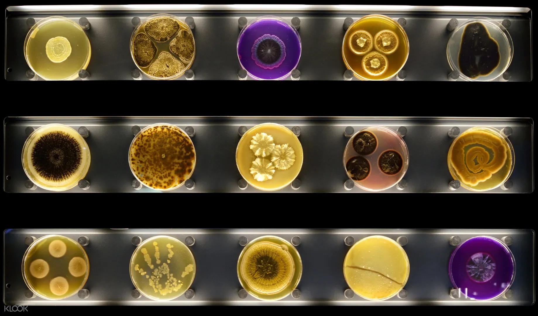 Micropia Microbe Museum Ticket In Amsterdam England