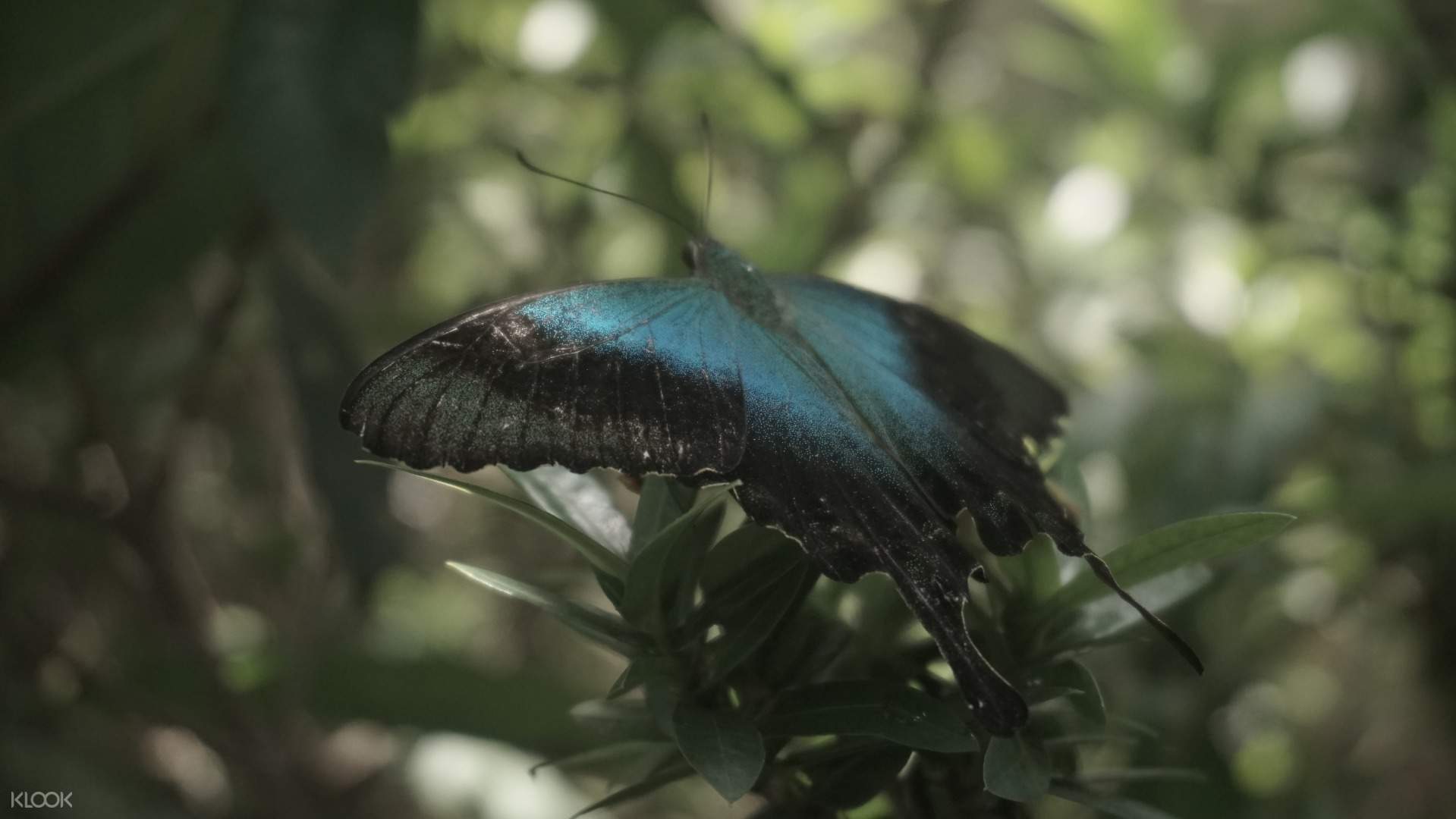 Kemenuh Butterfly Park Ticket In Bali