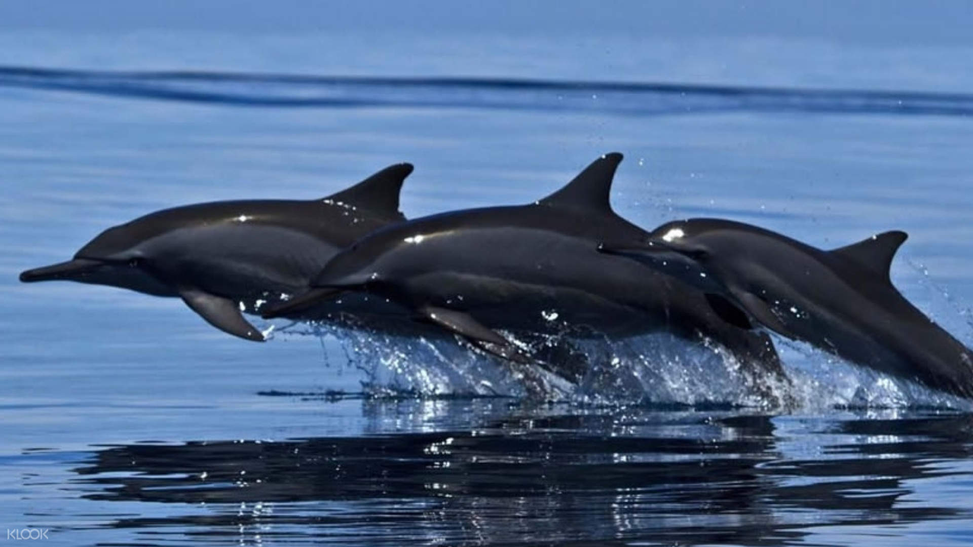 Whale And Dolphin Watching Experience In Trincomalee Klook Malaysia