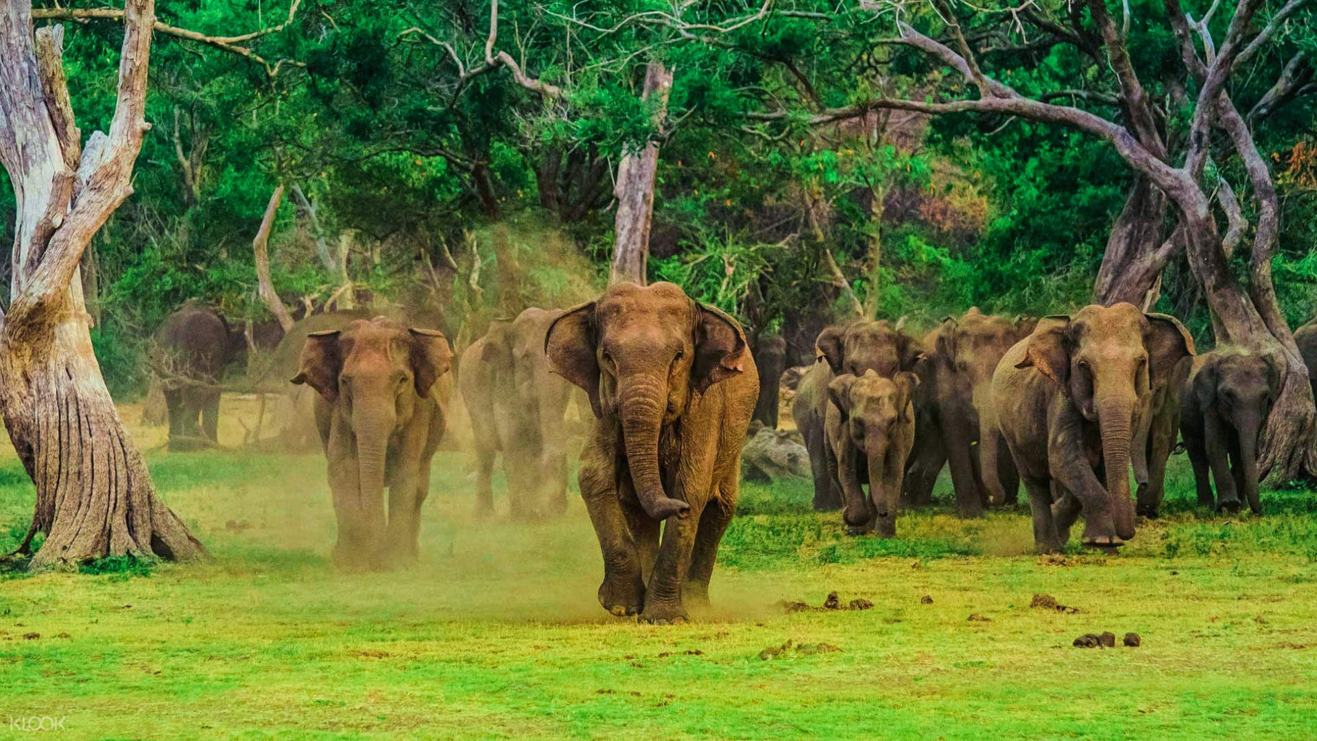 Safari in Sri Lanka