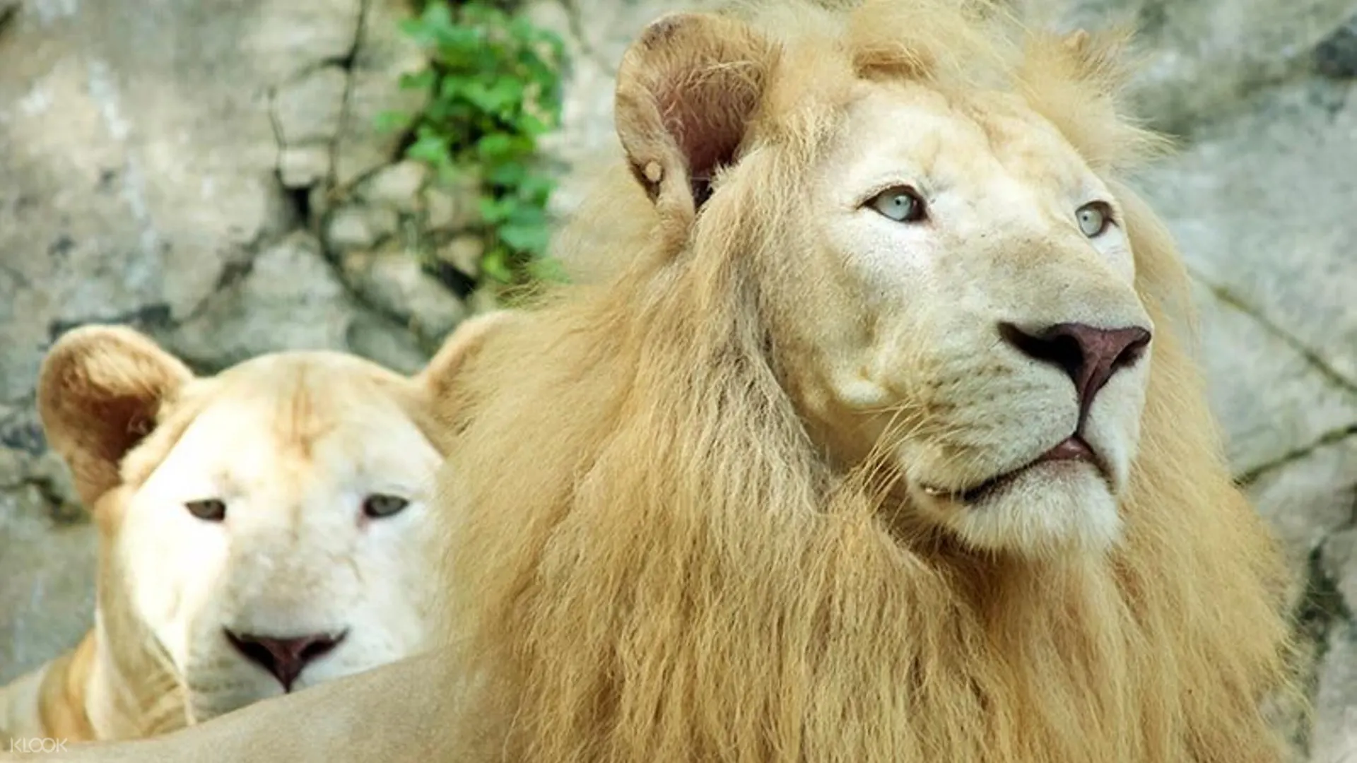 Sunway Lagoon Ticket With Private Round Trip Transfer Klook Malaysia