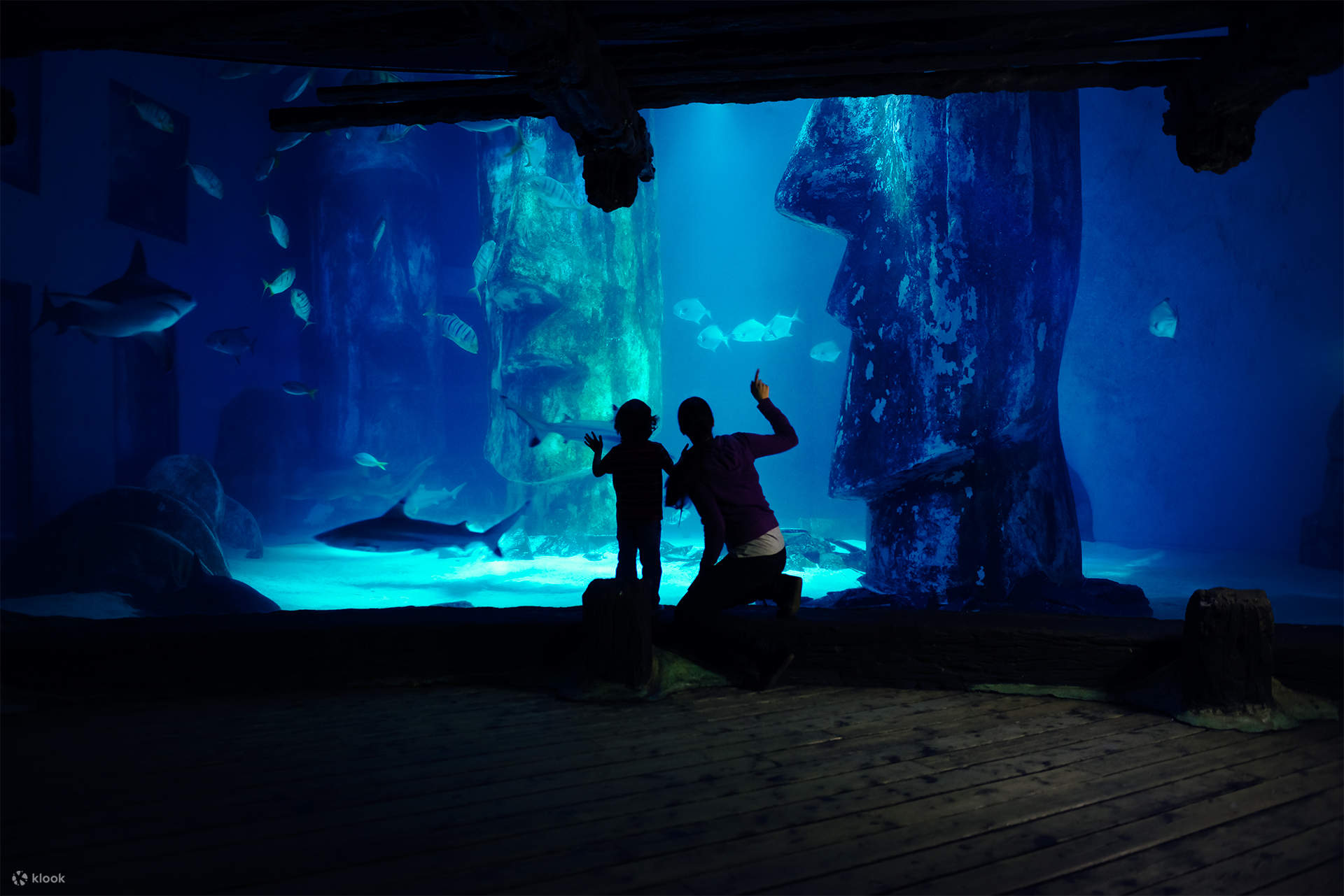 シーライフ ロンドン水族館 入館チケットの予約 Klook