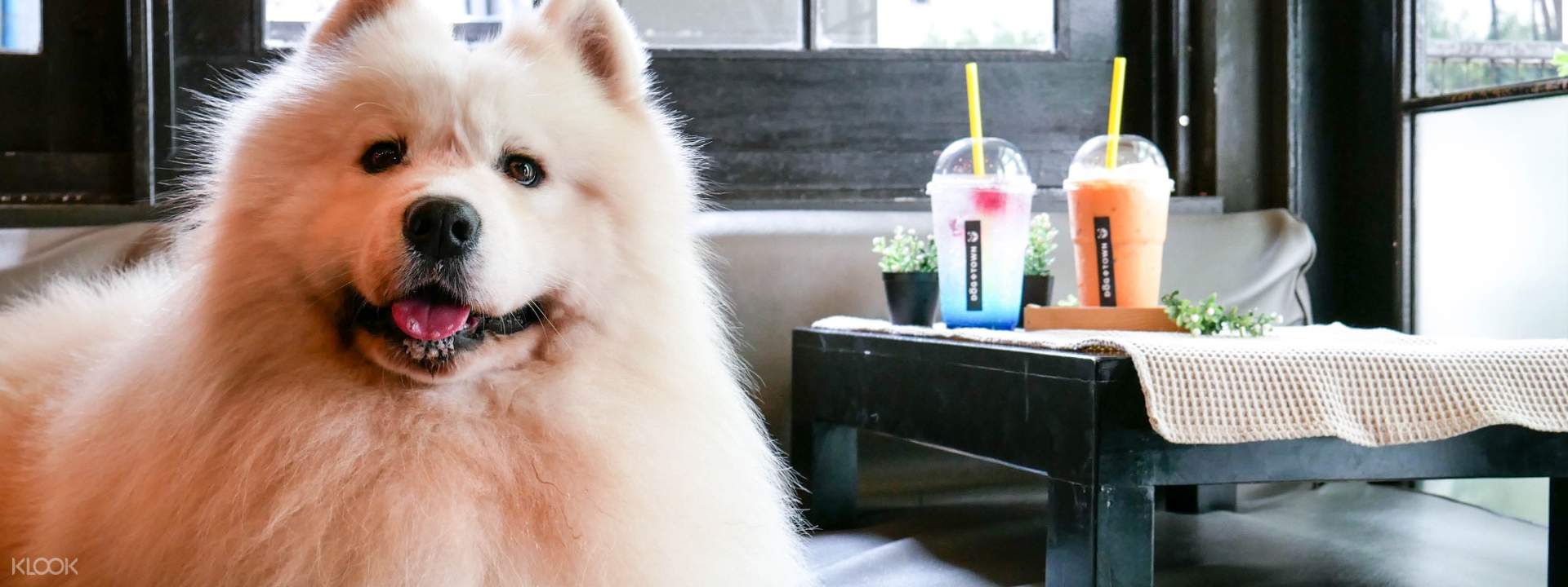 ร้านด็อก อิน ทาวน์ (Dog In Town) ในย่านเอกมัยและย่านอารีย์