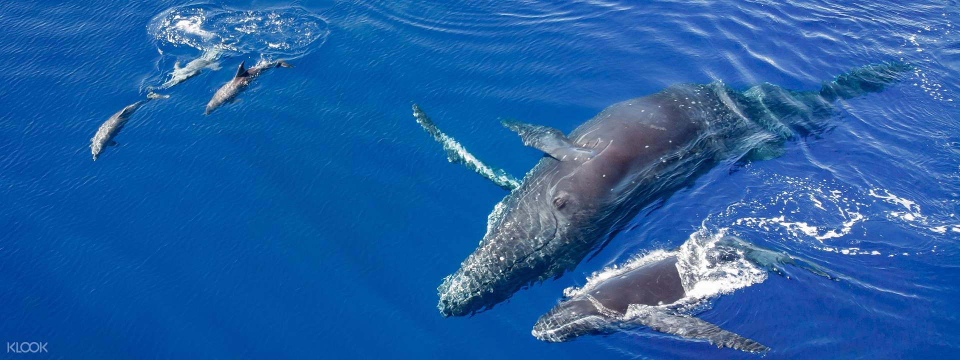 Kona Whale Watching Cruise in Hawaii Klook Singapore