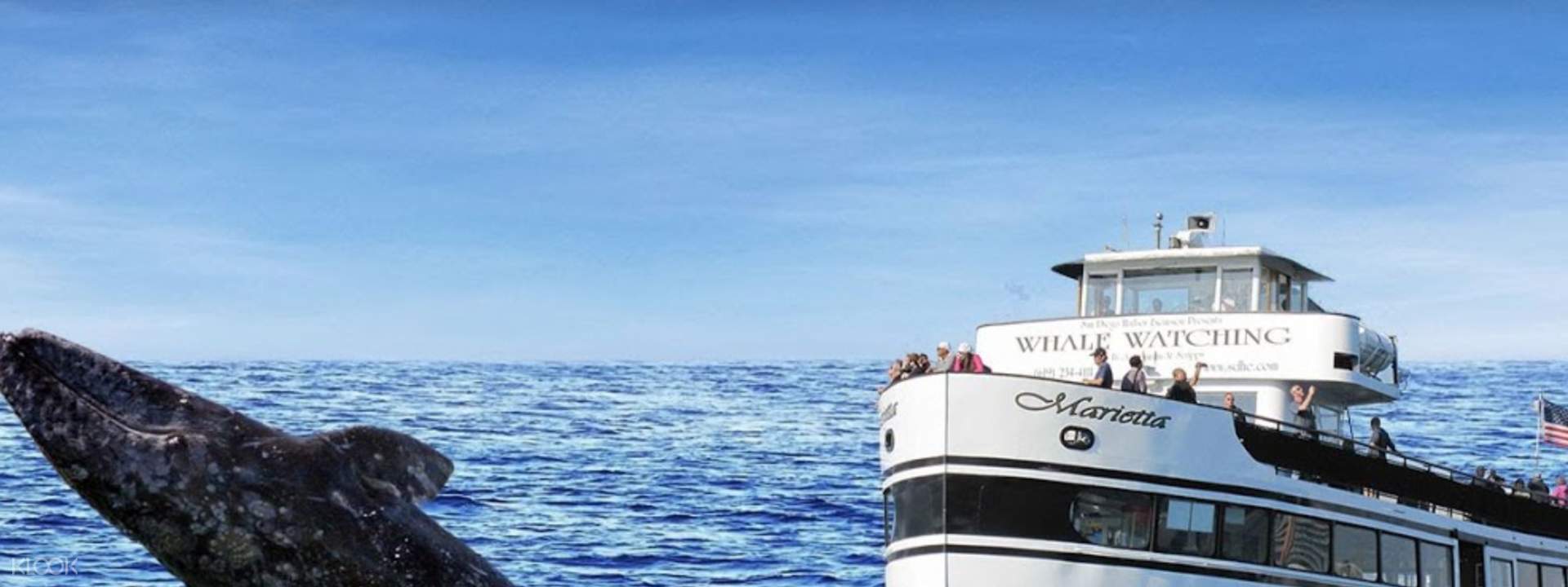 Whale Watching Cruise in San Diego Klook India