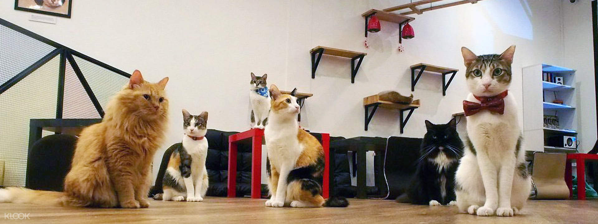 Up to 15% Off | The Cat Cafe Discounted Entrance Fee in Bugis