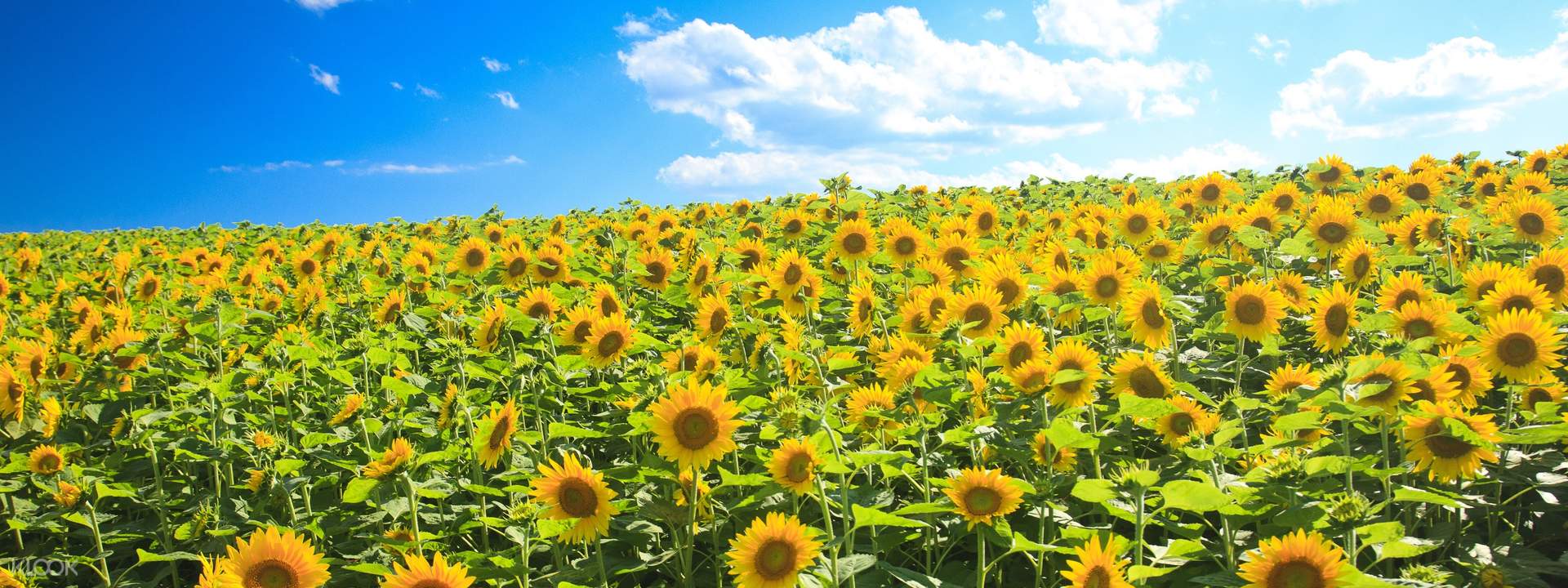 Hokkaido Hokuryu Sunflowers Village, Farm Tomita, and Biei Day Tour ...