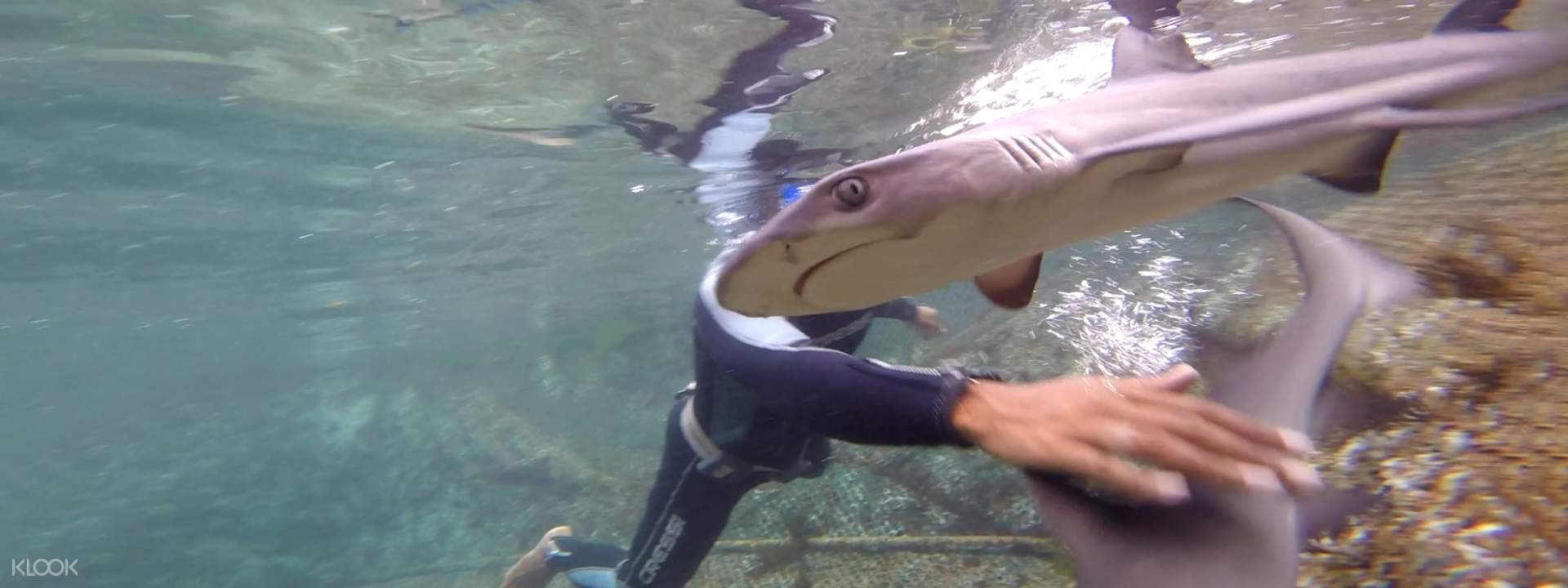Bali Swim With Real Shark Bali Swim With Real Shark