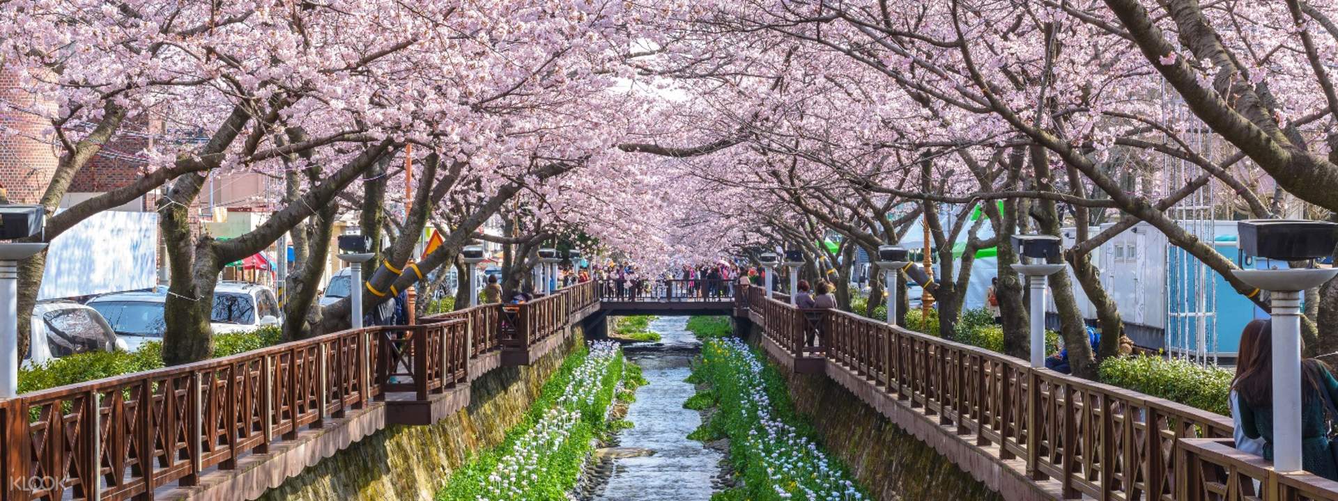 Jinhae Cherry Blossom Festival Tour from Busan, Korea