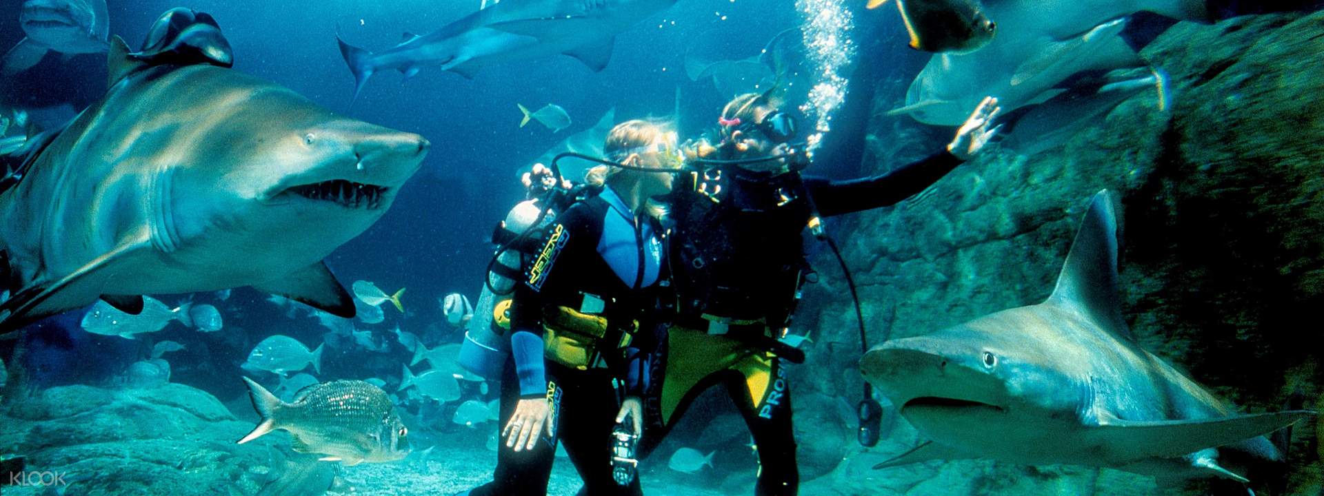 melbourne sea life aquarium shark dive xtreme experience