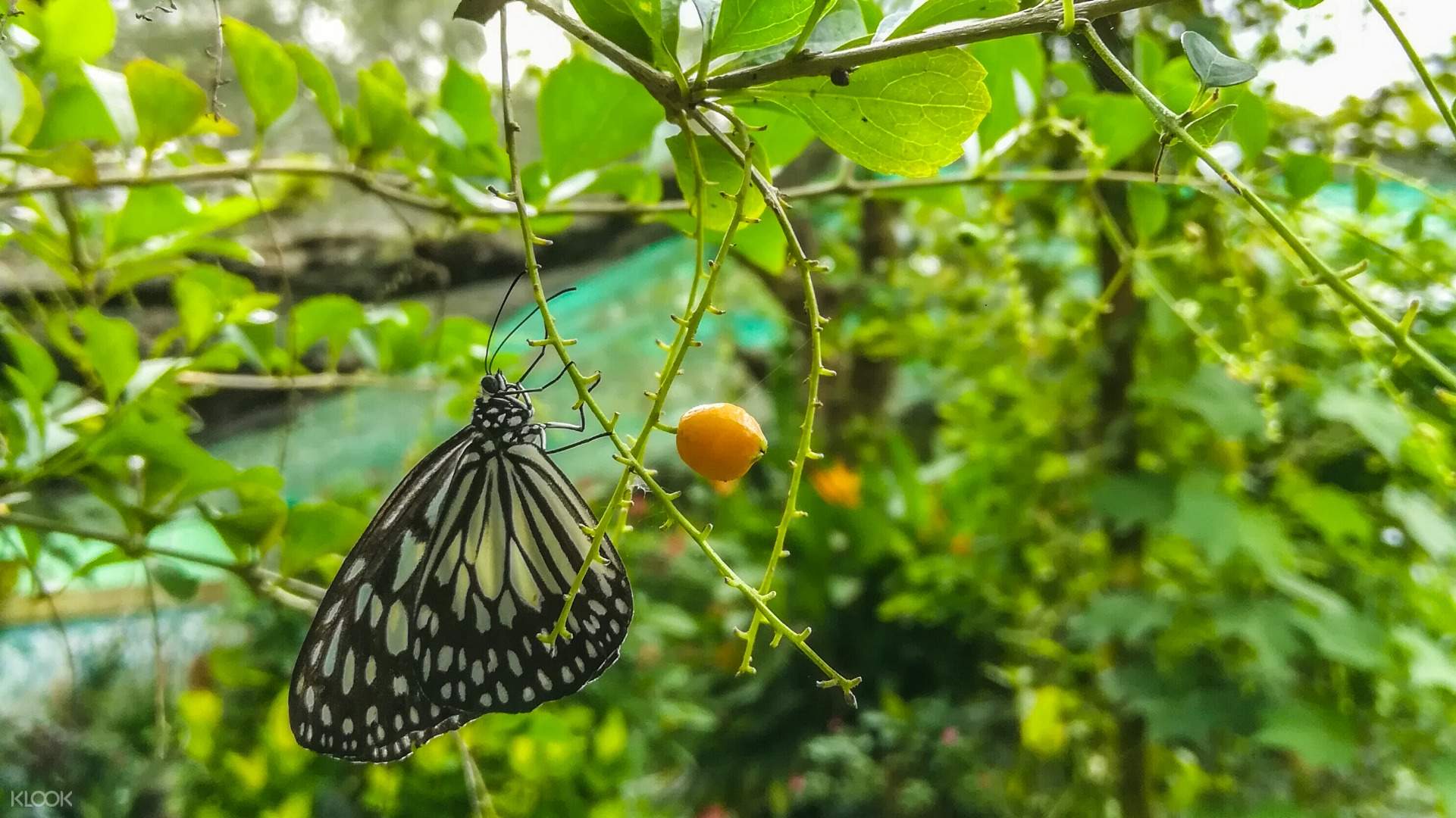 Up To 20 Off Paradizoo Admission Ticket In Tagaytay Philippines Klook Philippines