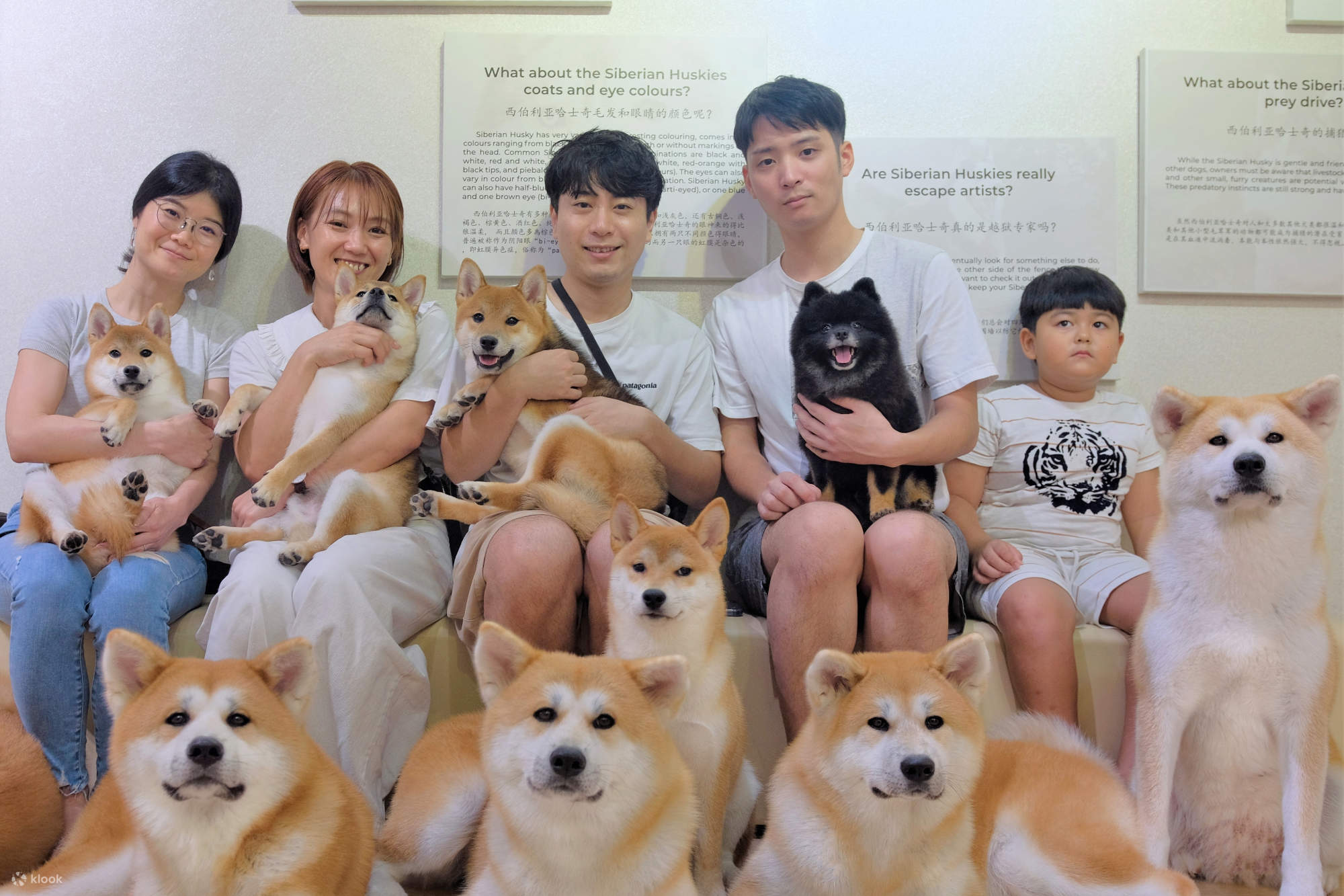 Shiba Inu Golden Akita Puppies For Sale Siberian Husky