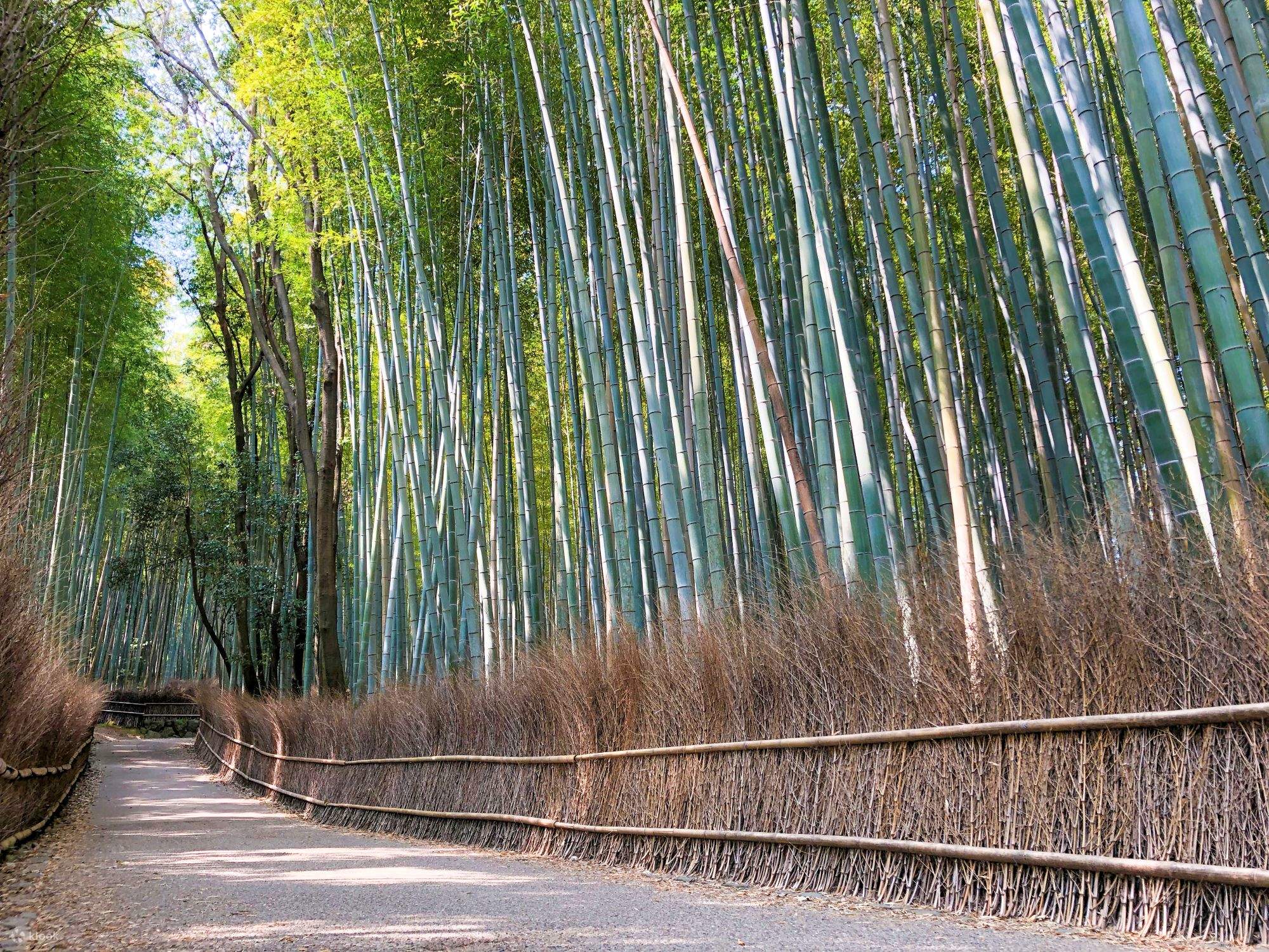 Homiladorlik testini nazorat qilish chizigi test chizigiga qaraganda rangsizroq
