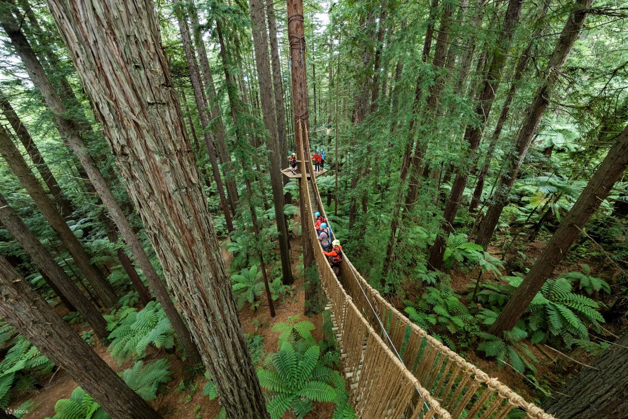 Trải nghiệm độ cao Redwoods - Klook Việt Nam