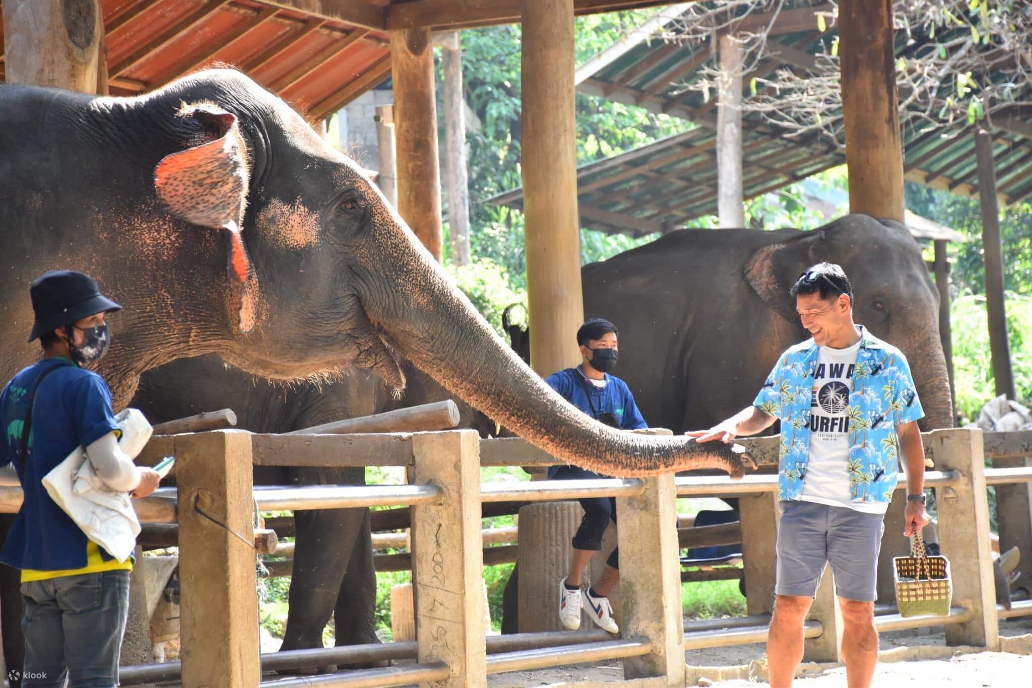 Tour Nửa Ngày Trại Voi Maesa ở Chiang Mai, Thái Lan - Klook Việt Nam