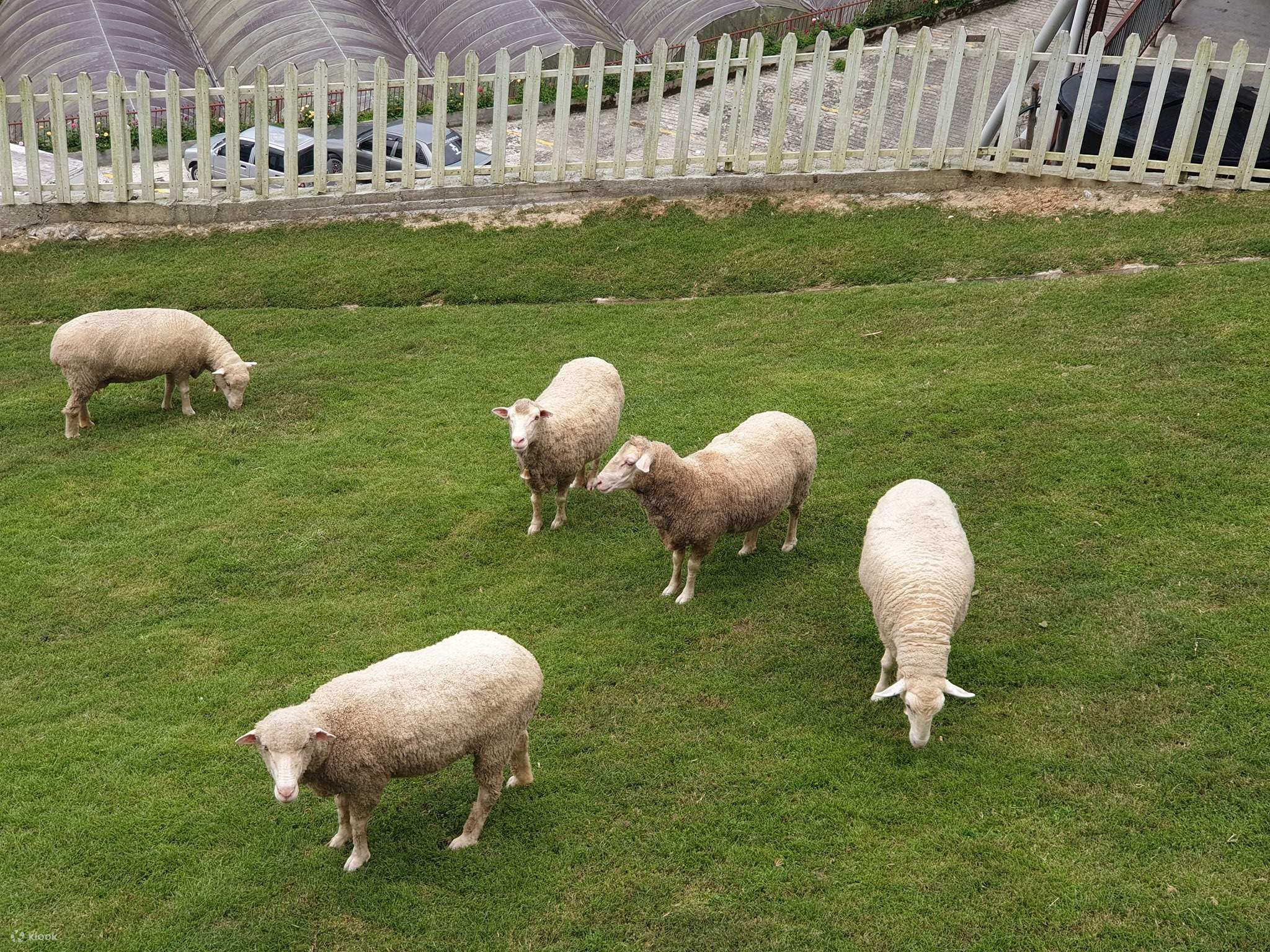The Sheep Sanctuary Admission Ticket at Cameron Highland - Klook Malaysia