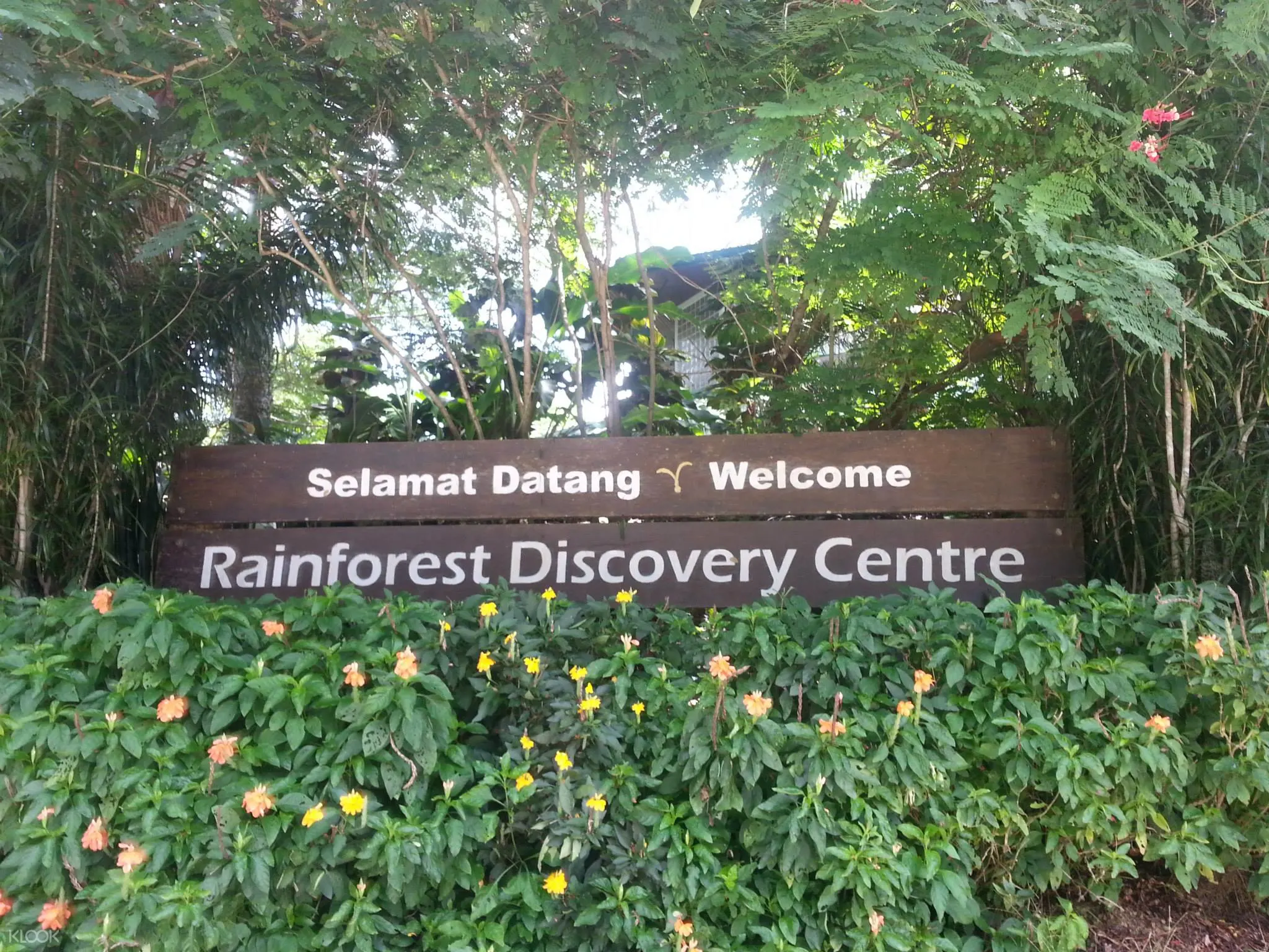 Orang Utan Proboscis Monkey Sun Bear Rainforest Discovery Tour From Sandakan Klook Singapore