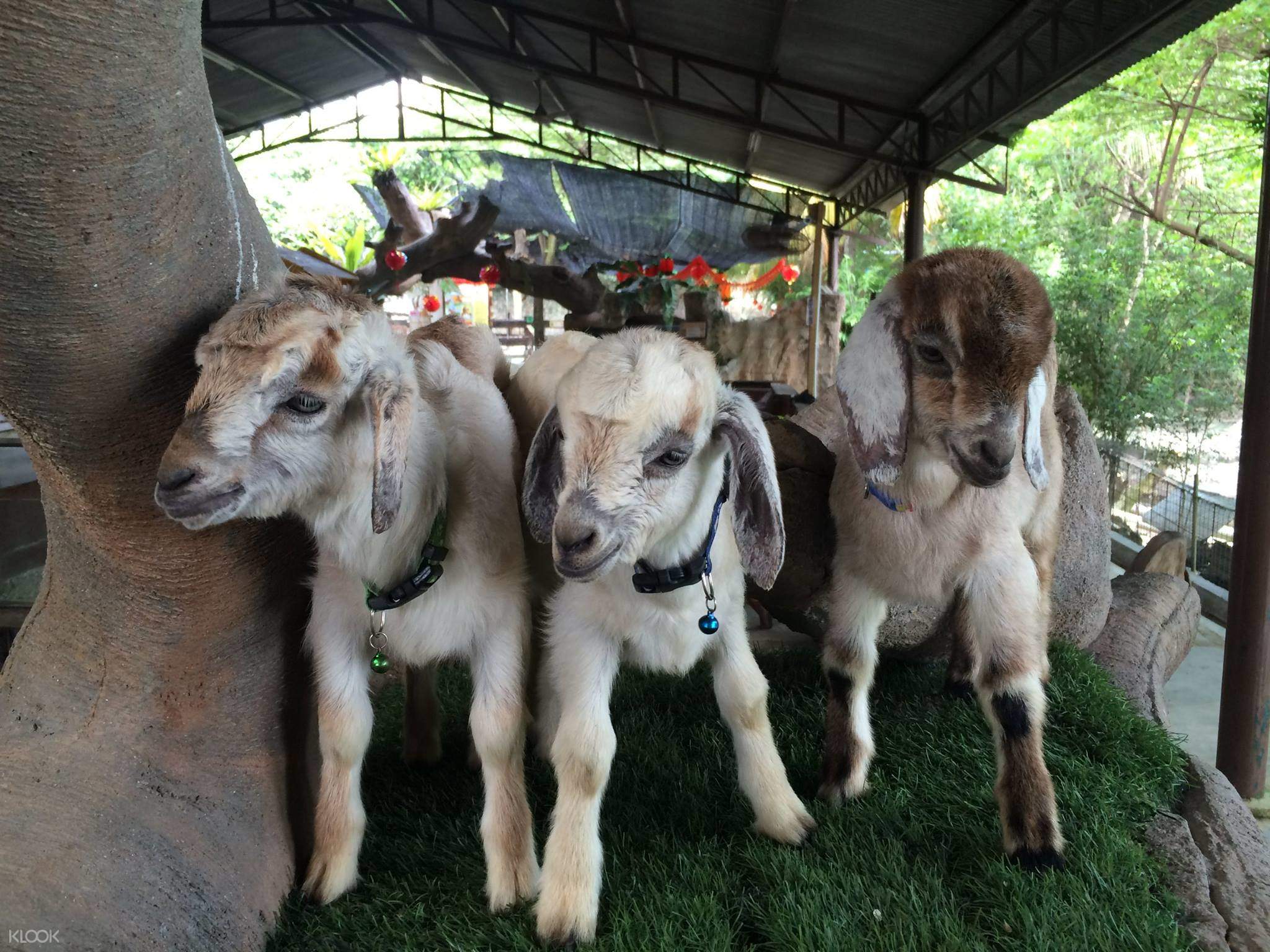 Farm In The City Discount Ticket In Malaysia