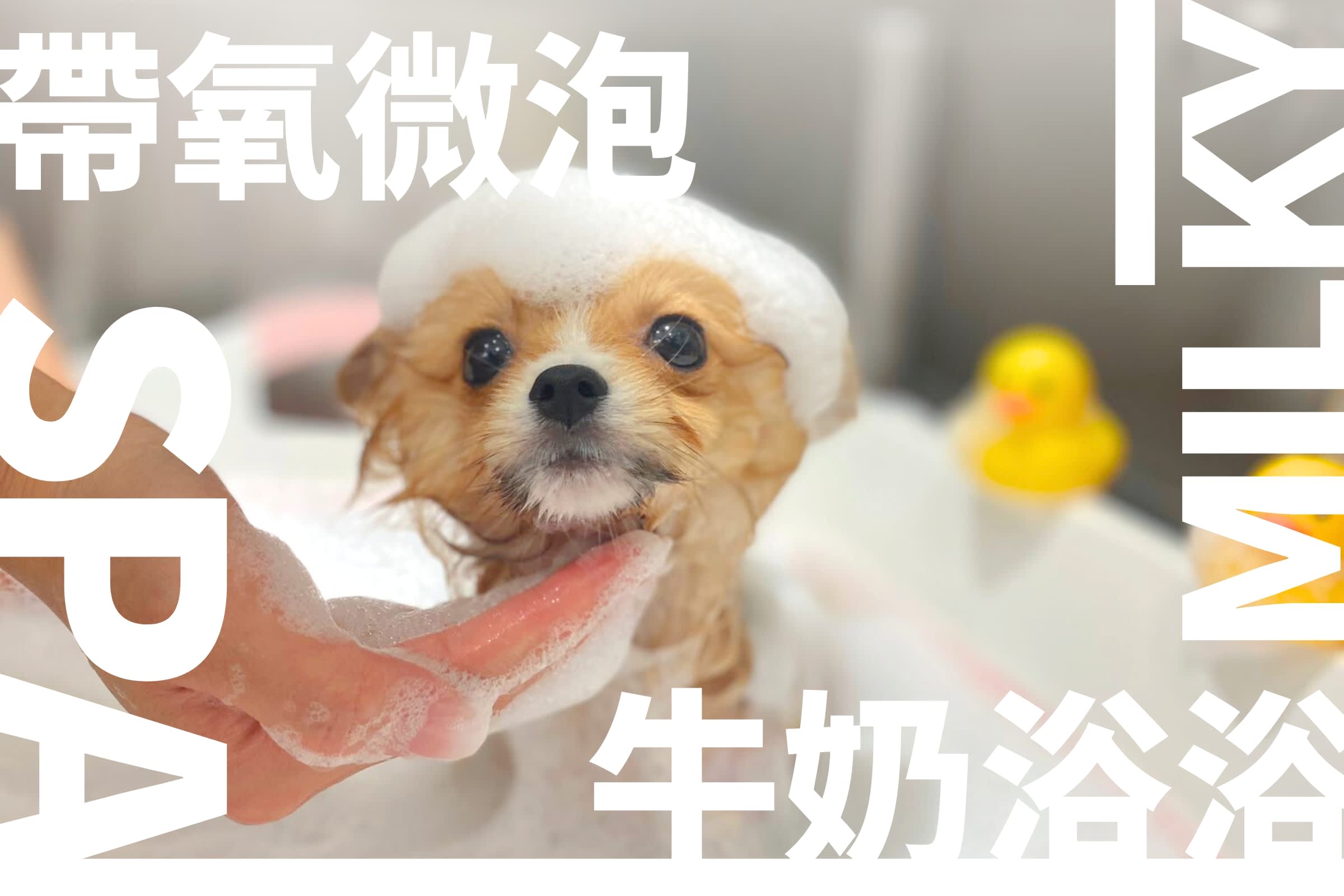 PET HK Pet Grooming, Spa Wellness Mid-Levels Edition Klook