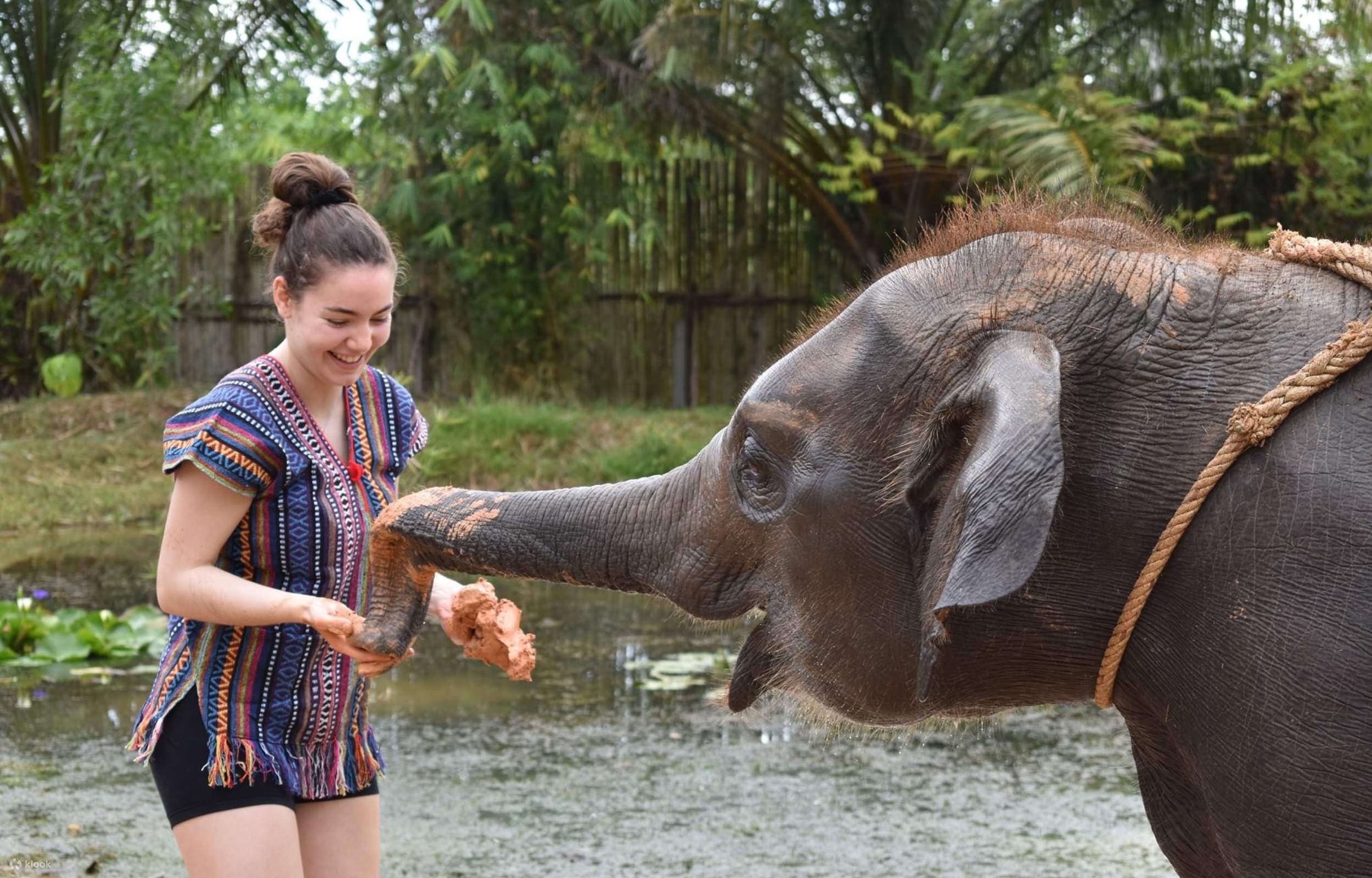 Elephant Care Park Experience in Phuket, Thailand Klook India