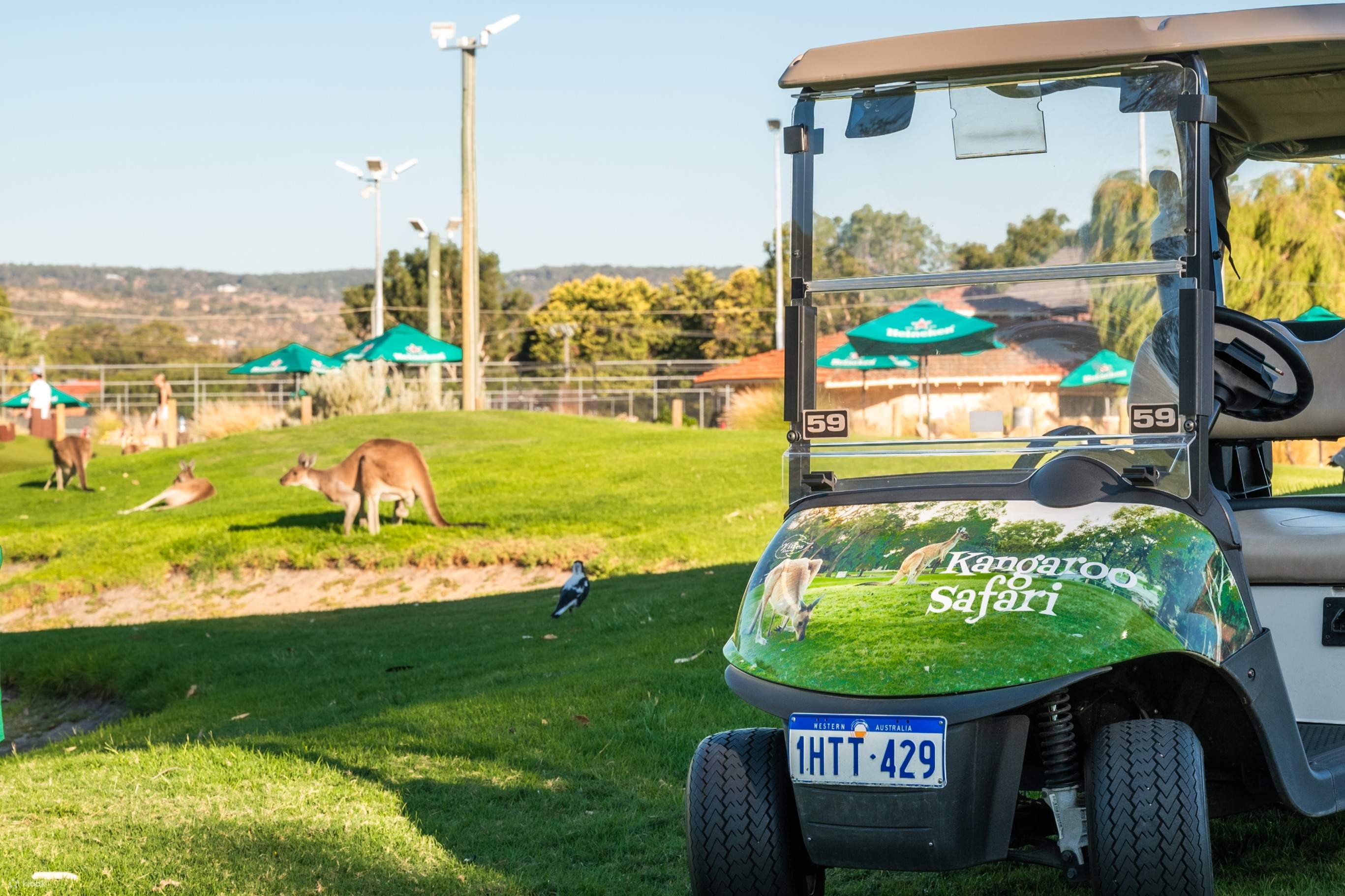 KANGAROO BUGGY SAFFARI 袋鼠追蹤
