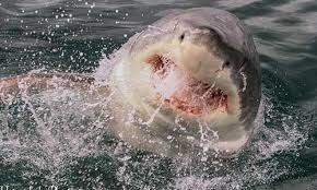 ดำน้ำในกรงฉลามพร้อมบริการรับส่ง