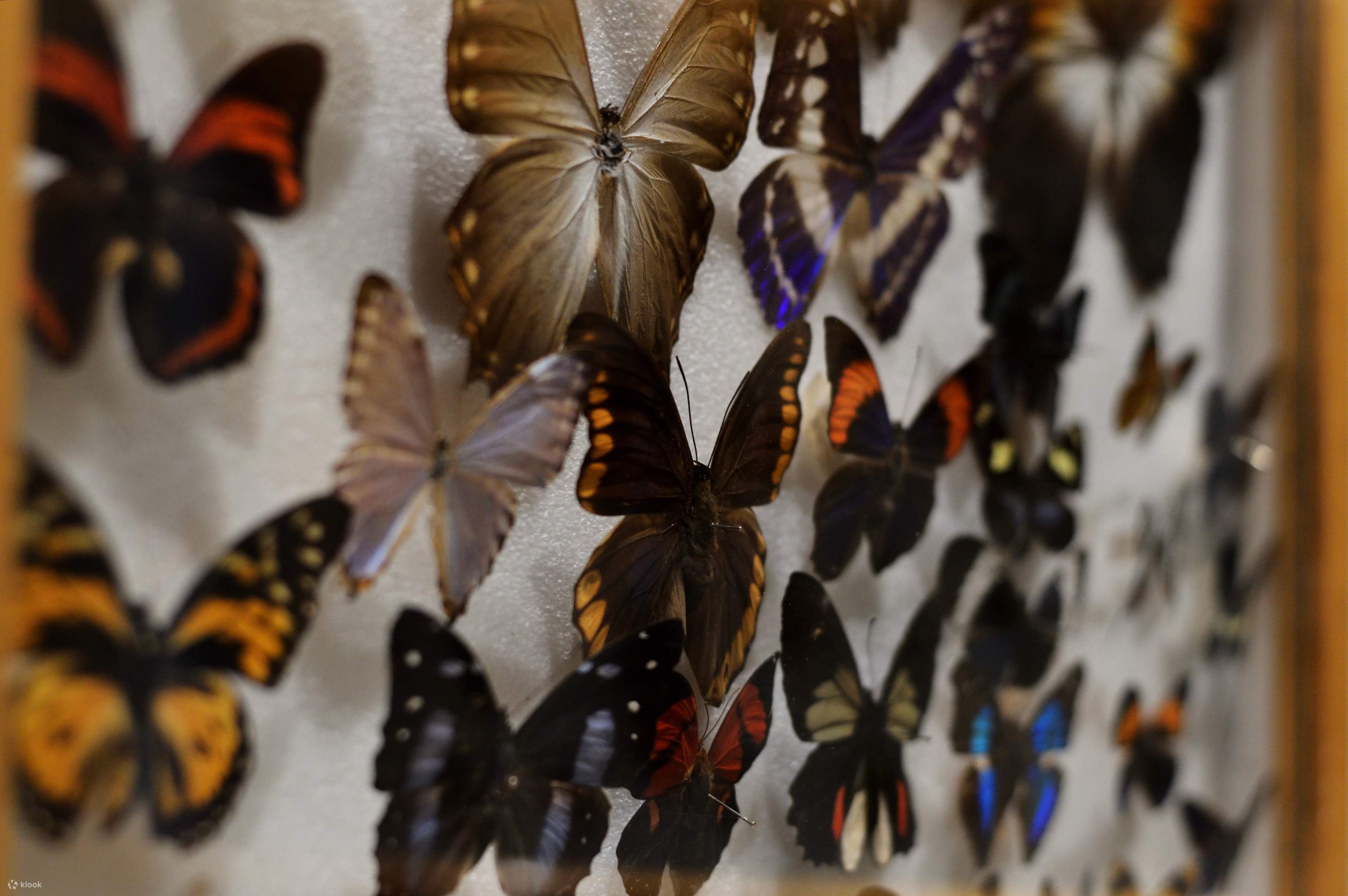Выставка бабочек и пауков тула рио. Коллекция бабочек. Коллекционирование бабочек. Тысячи бабочек. Выставка бабочек.