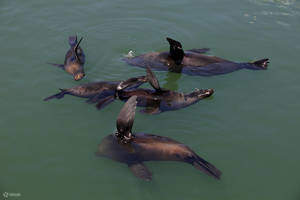 30 分钟海港巡游 - 黎明