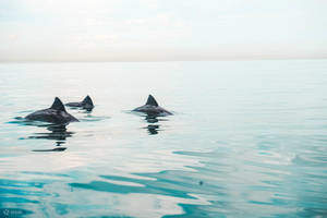 Kayak avec les dauphins