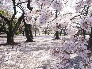 新宿御苑