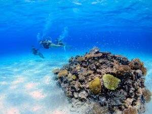石垣島幻之島登陸 & 浮潛/體驗潛水