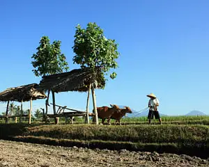 稻田