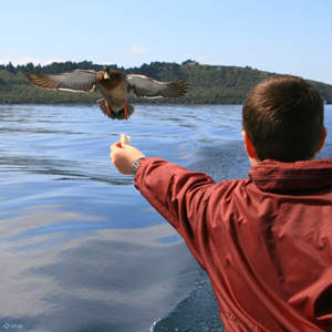 disfrute de la naturaleza y la vida silvestre en este crucero panorámico por el lago Taupo