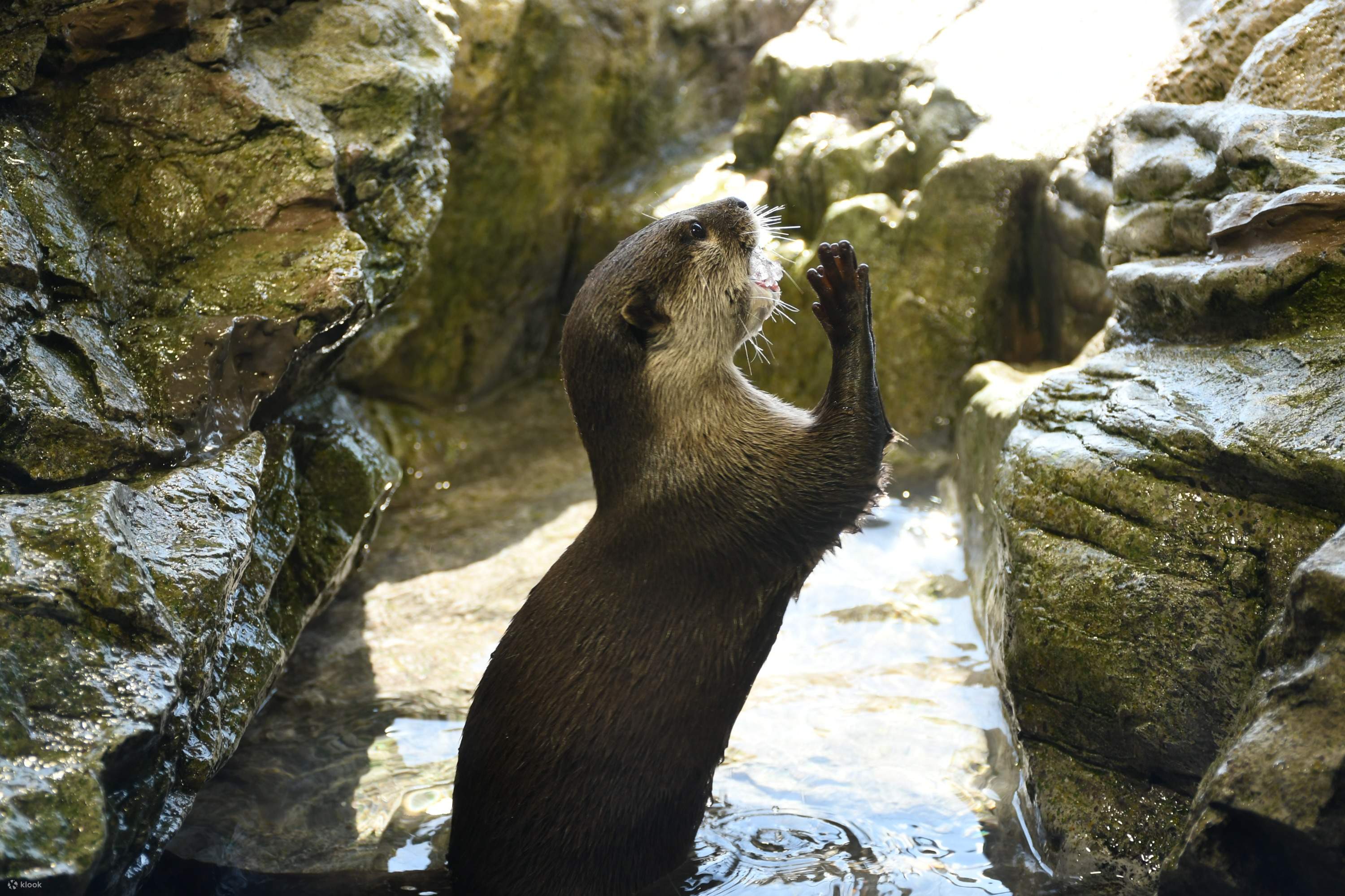 新江ノ島水族館 入館チケットの予約 神奈川 Klook 新江ノ島水族館 入館チケットの予約 神奈川 Klook