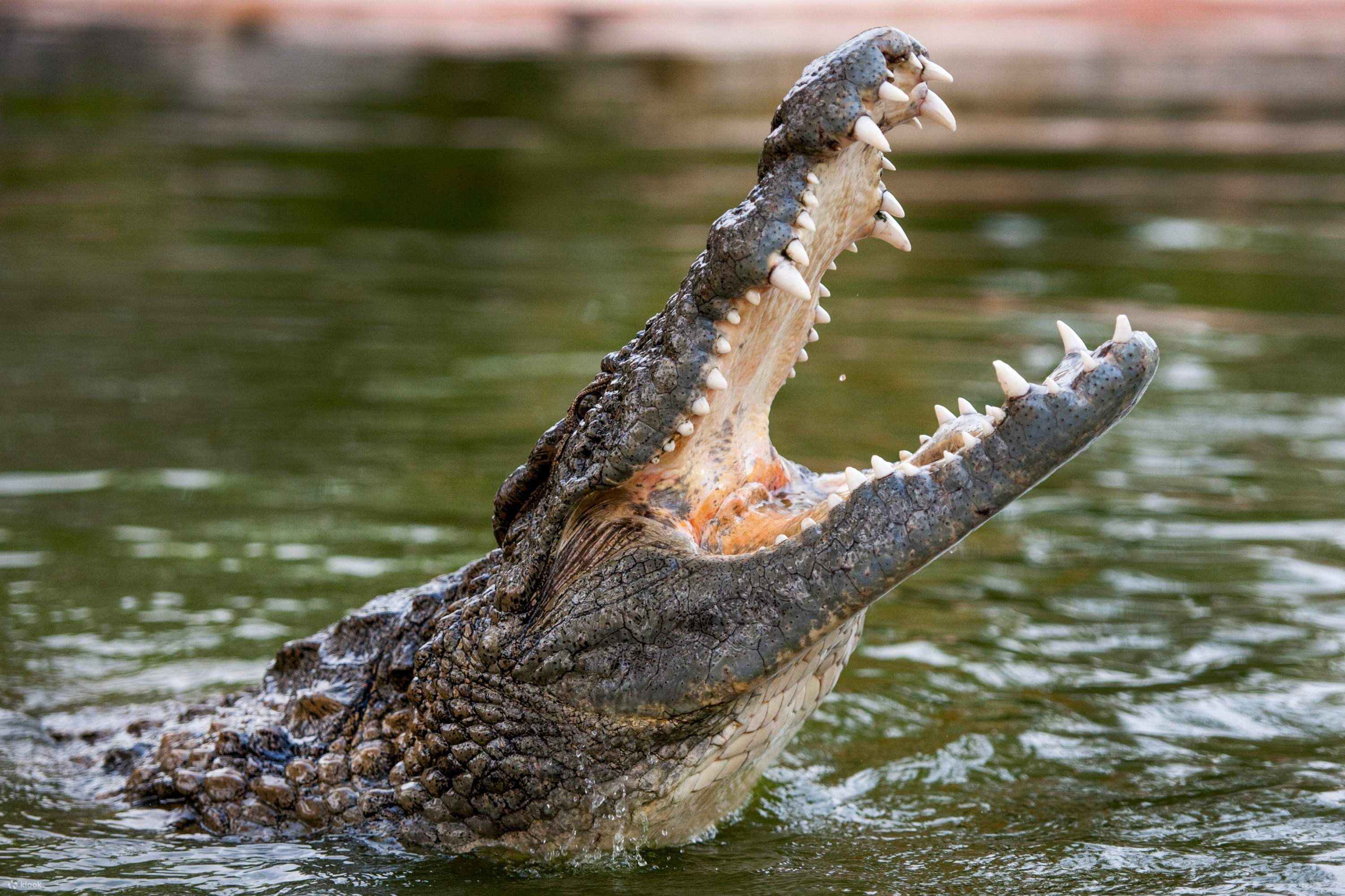 Dubai Crocodile Park Tickets - Klook Vietnam