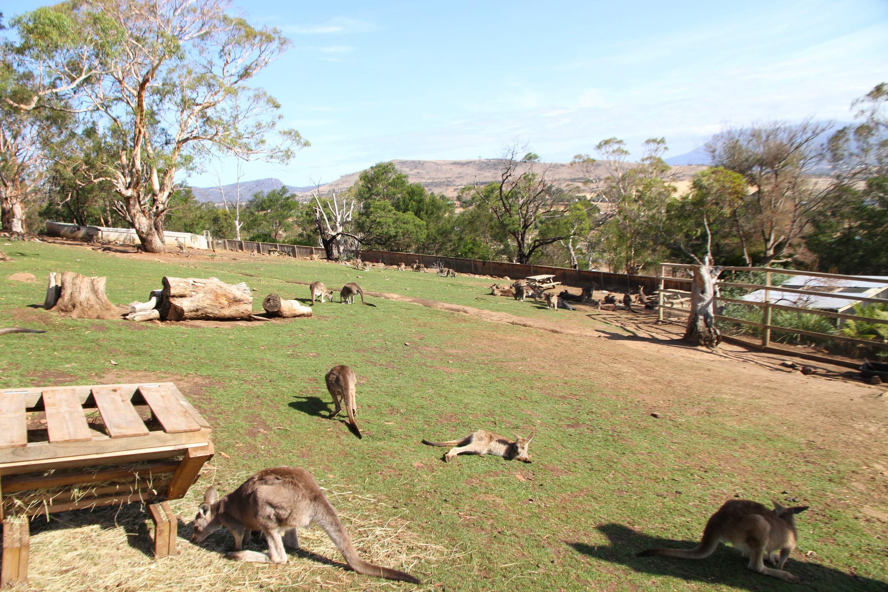Bonorong Wildlife Sanctuary General Admission with Optional Animal  Encounters - Klook Australia
