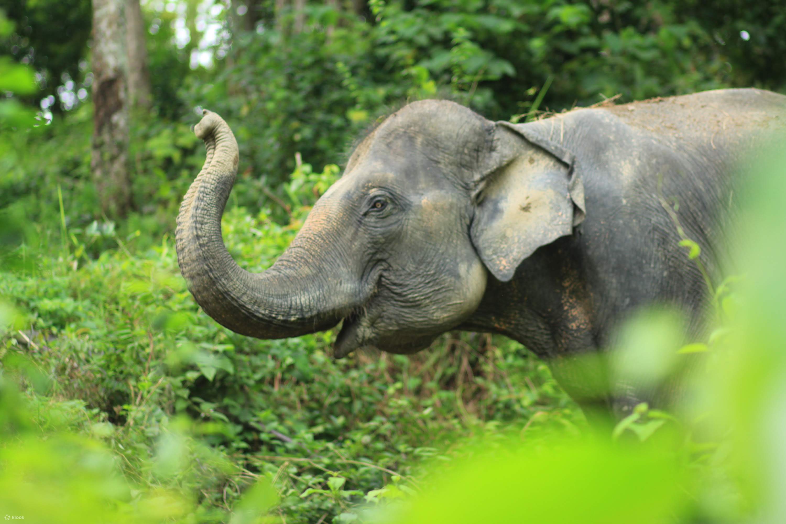 Phuket elephant sanctuary. Phuket elephant sanctuary