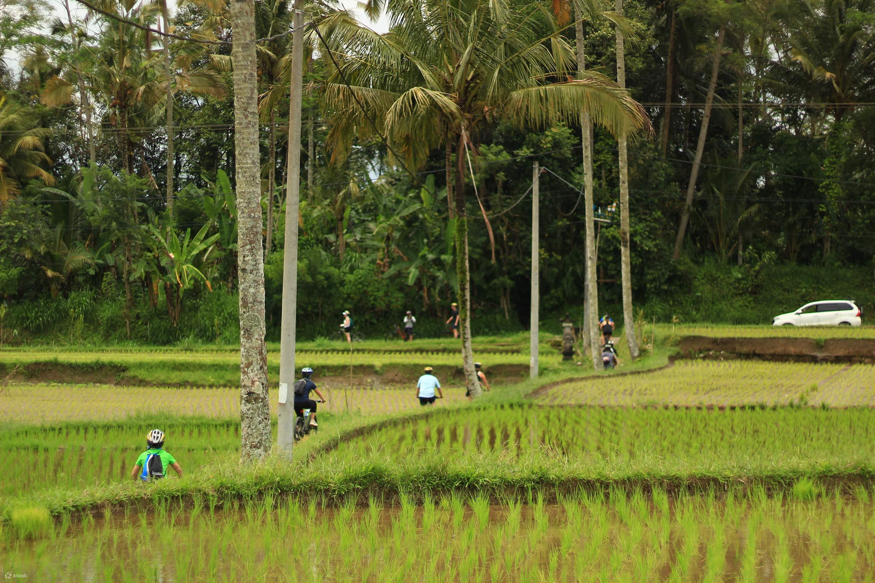 Cycling Tour in Ubud - Klook India