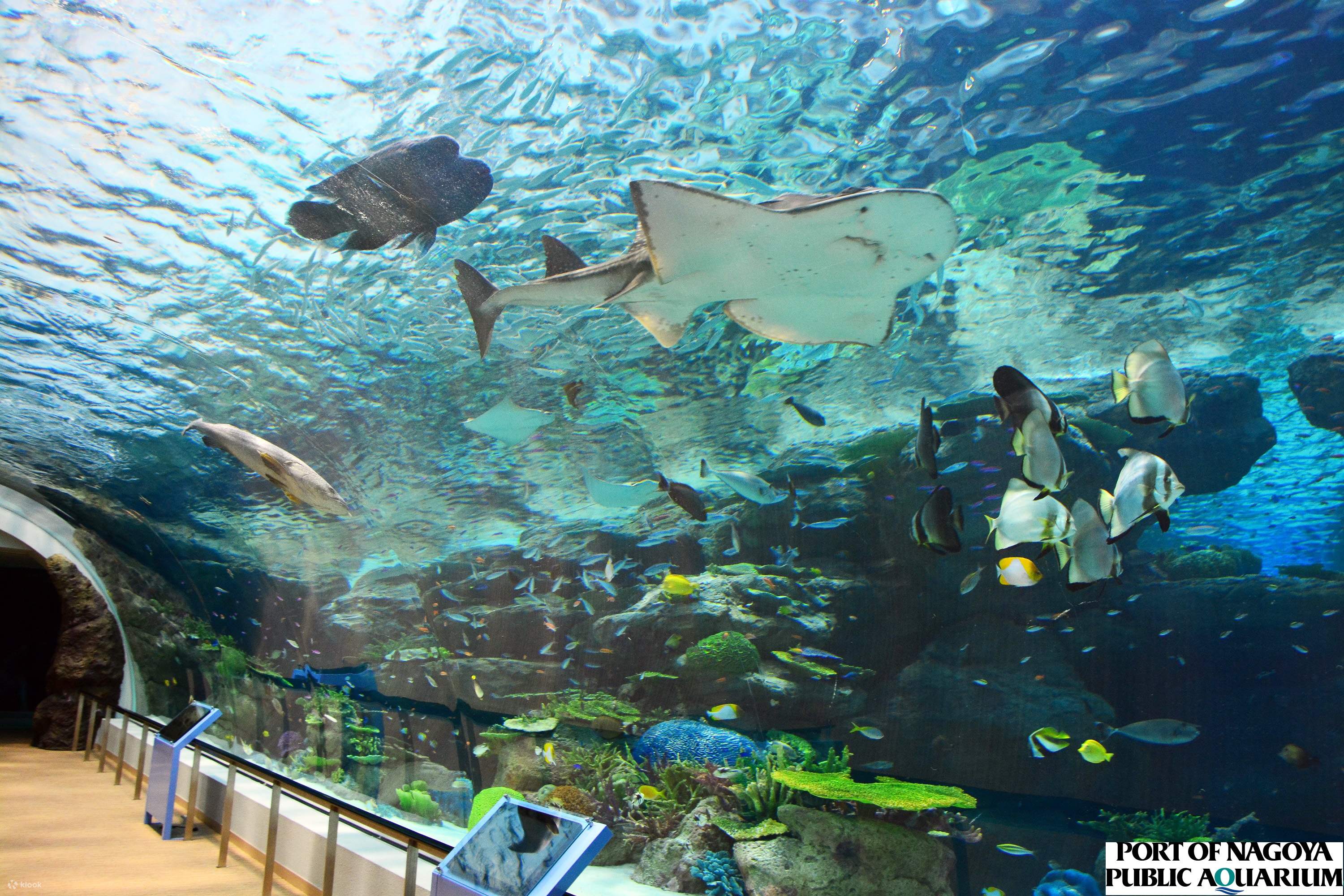名古屋港水族館 入館チケットの予約 Klook