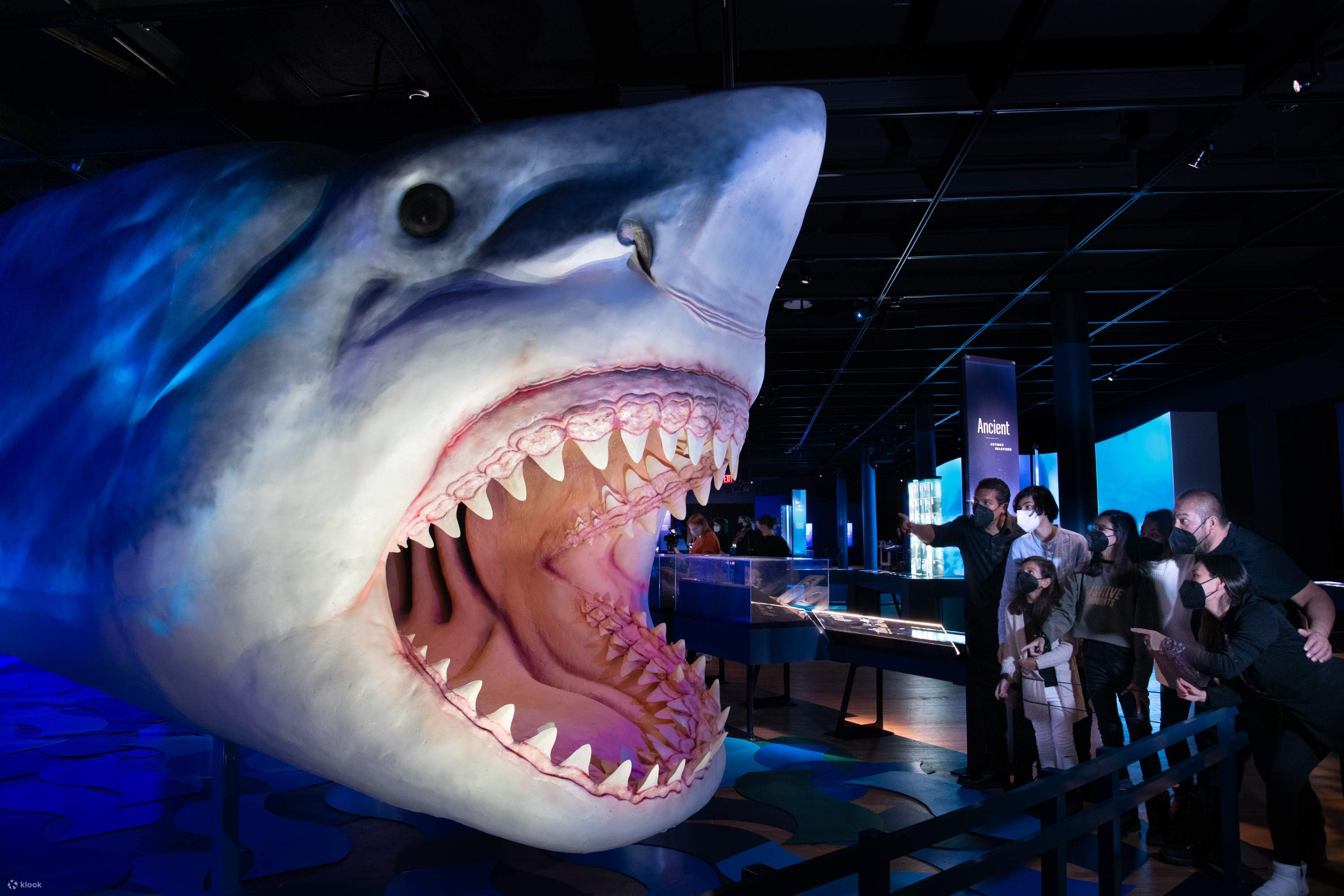 化石 サメの歯化石(軟骨魚類) 博物館