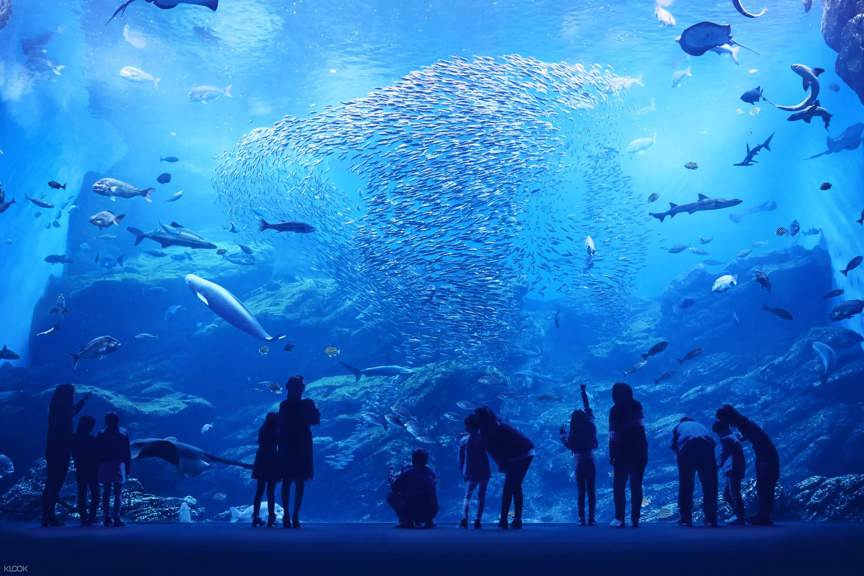 仙台うみの杜水族館 入場チケットの予約 klook クルック